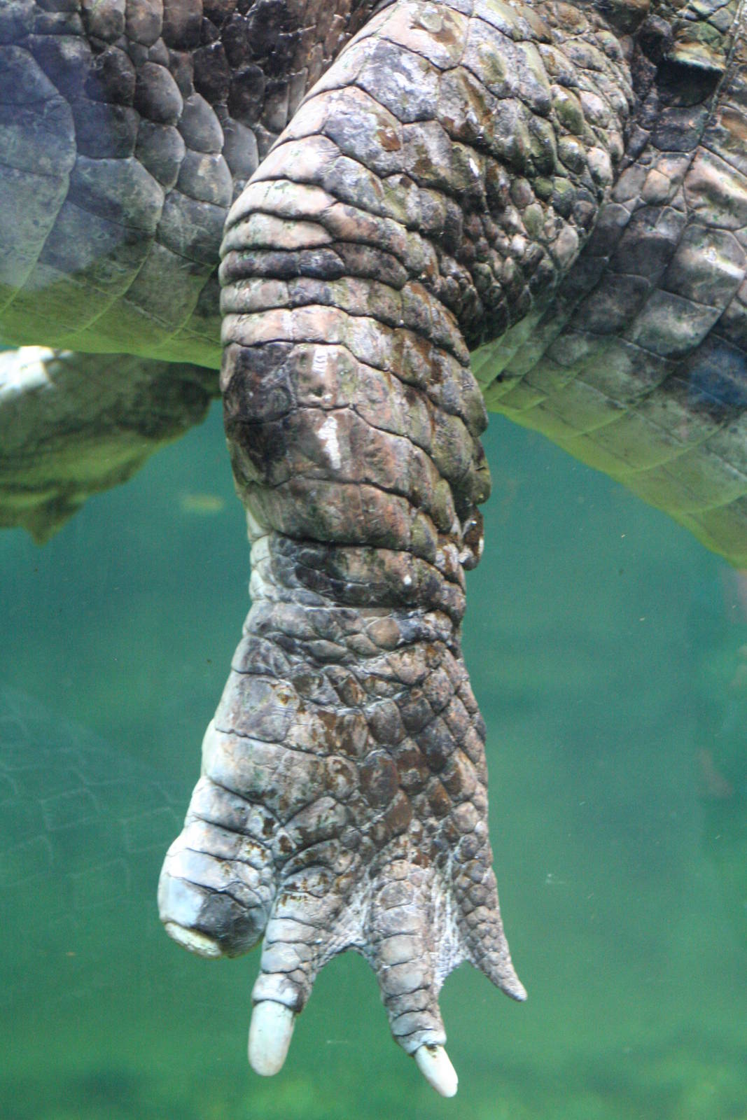 False Gharial @ Chester; 18.09.2015