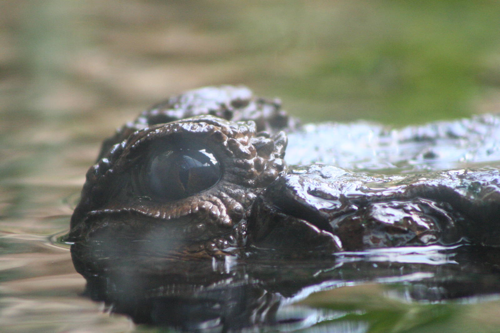 False Gharial @ Chester; 18.09.2015