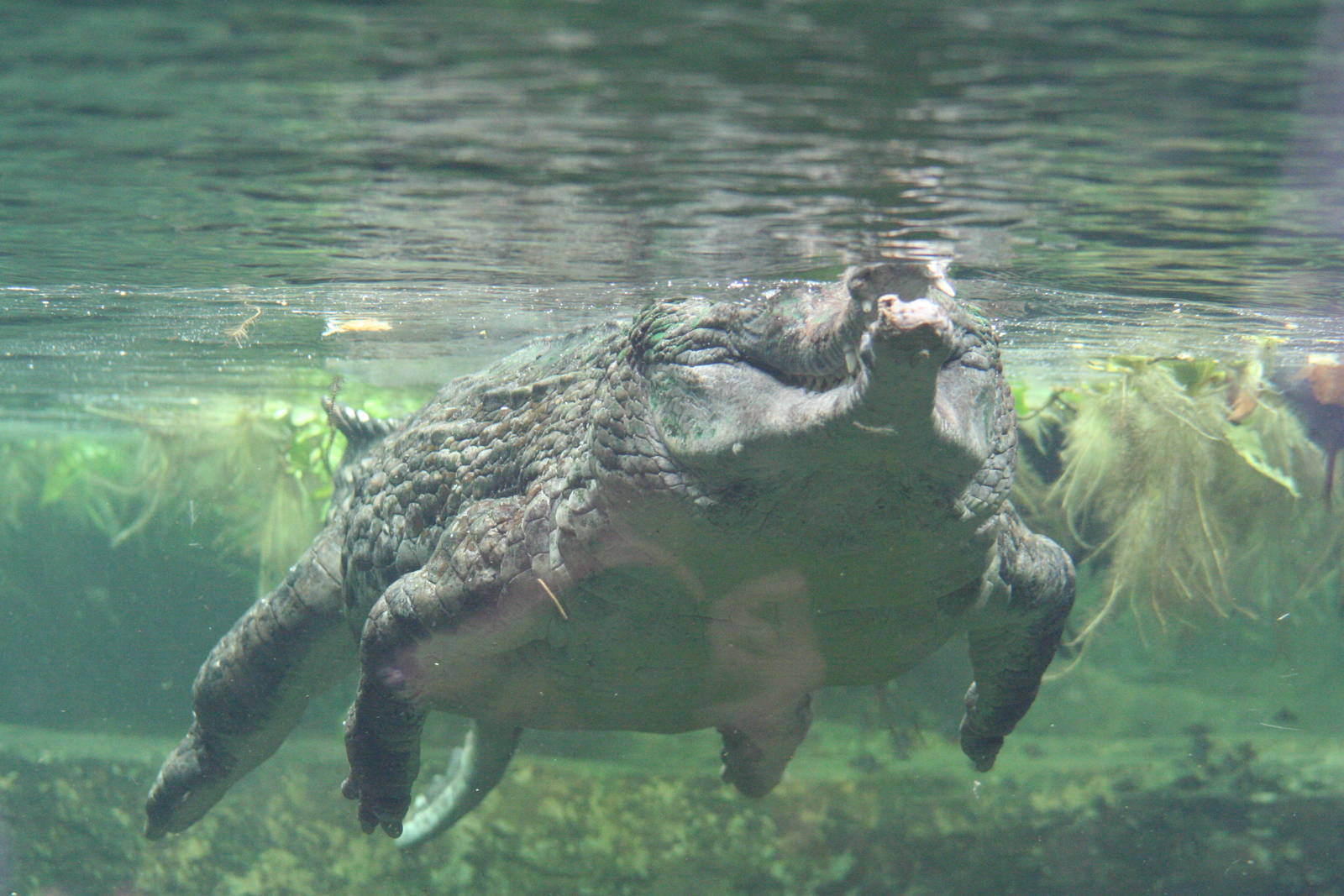 False Gharial @ Chester; 18.09.2015