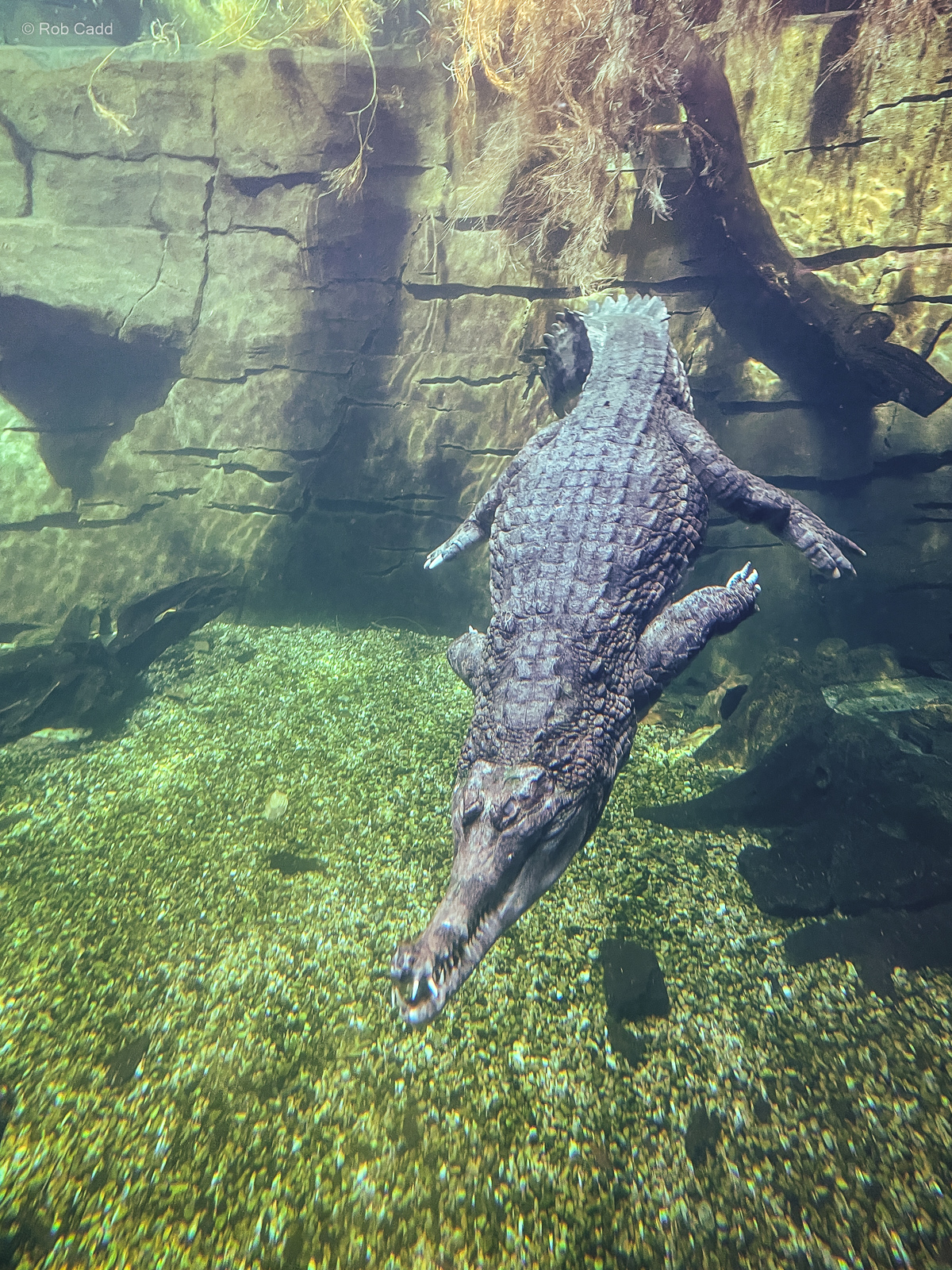 False gharial : Chester Zoo : 24 Jun 2024