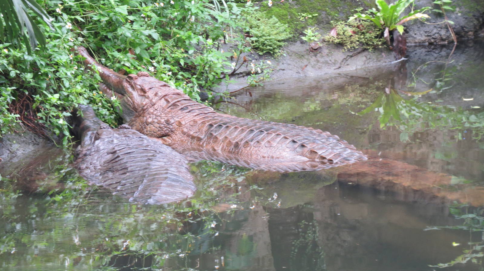 False gharial couple