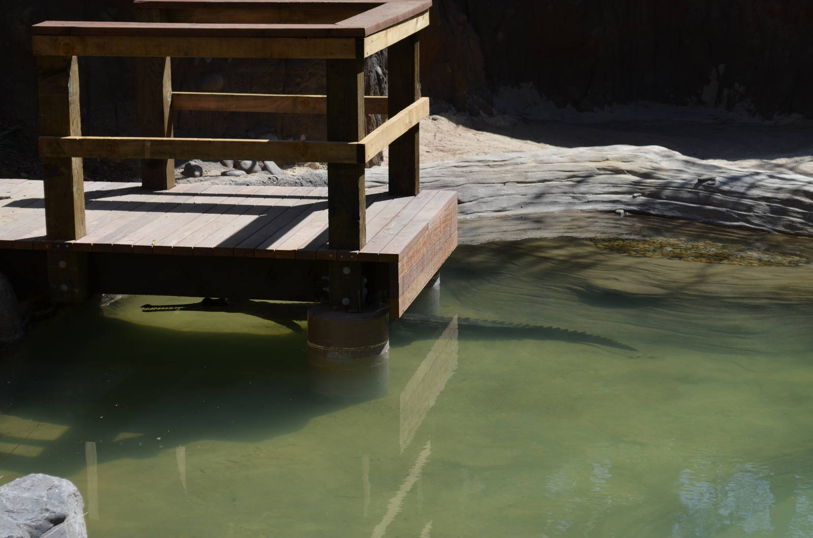 FALSE GHARIAL - CROCOCDILE CREEK