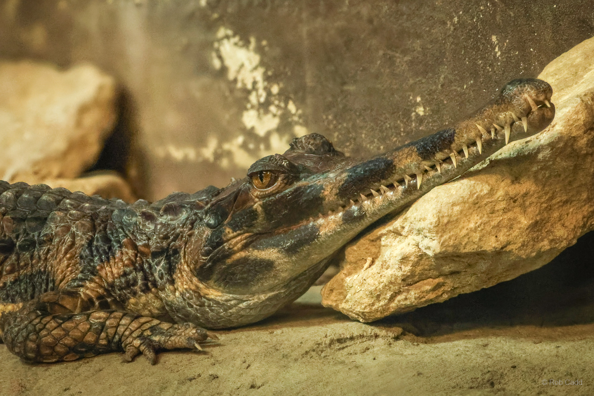 False gharial : Crocodiles of the World : 04 Jul 2025