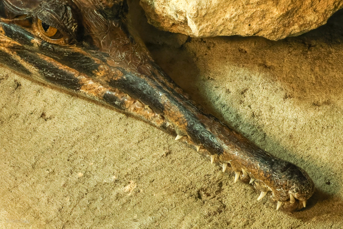 False gharial : Crocodiles of the World : 04 Jul 2025