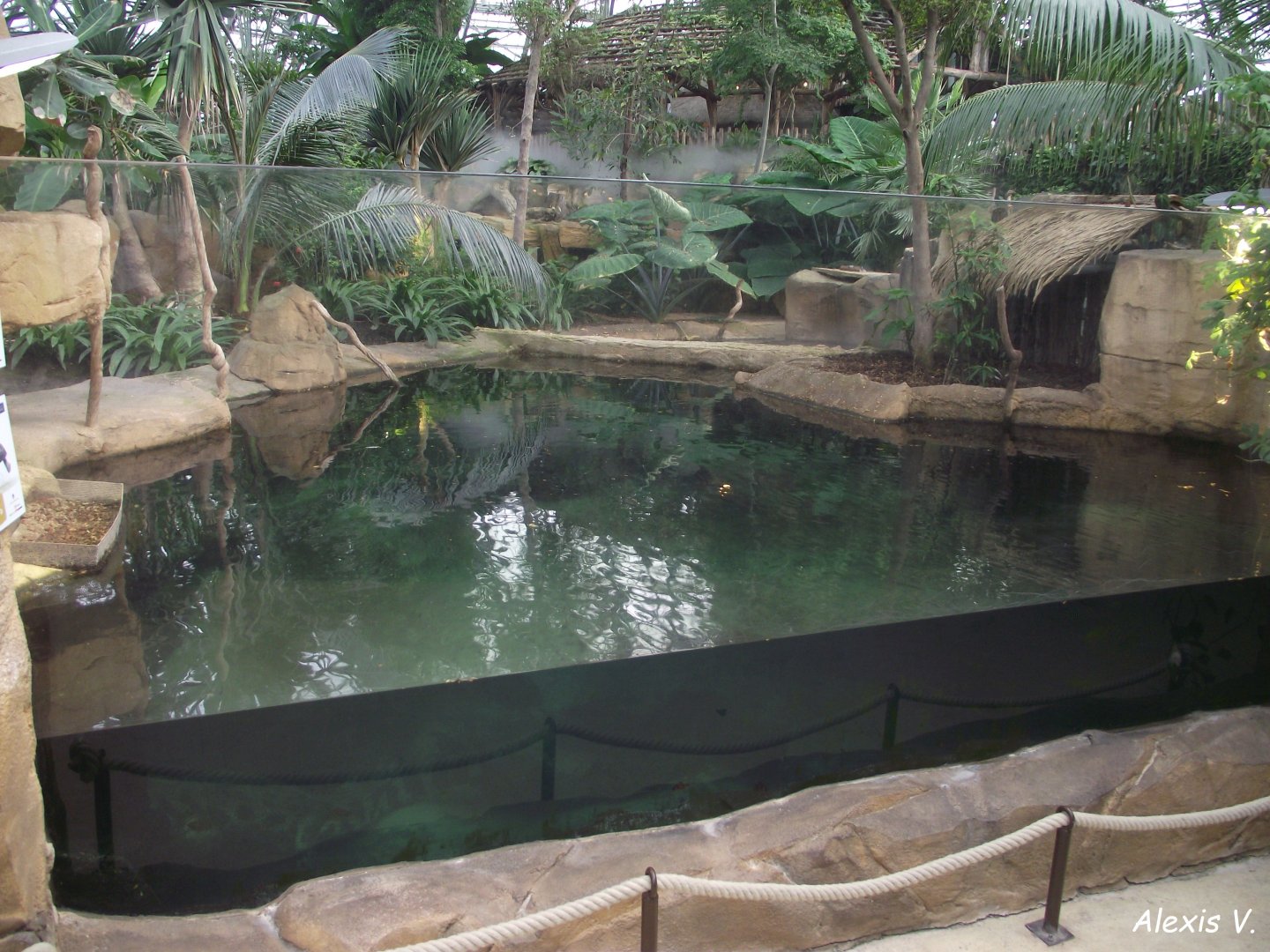 False Gharial Enclosure - Zooparc de Beauval - 06/2020