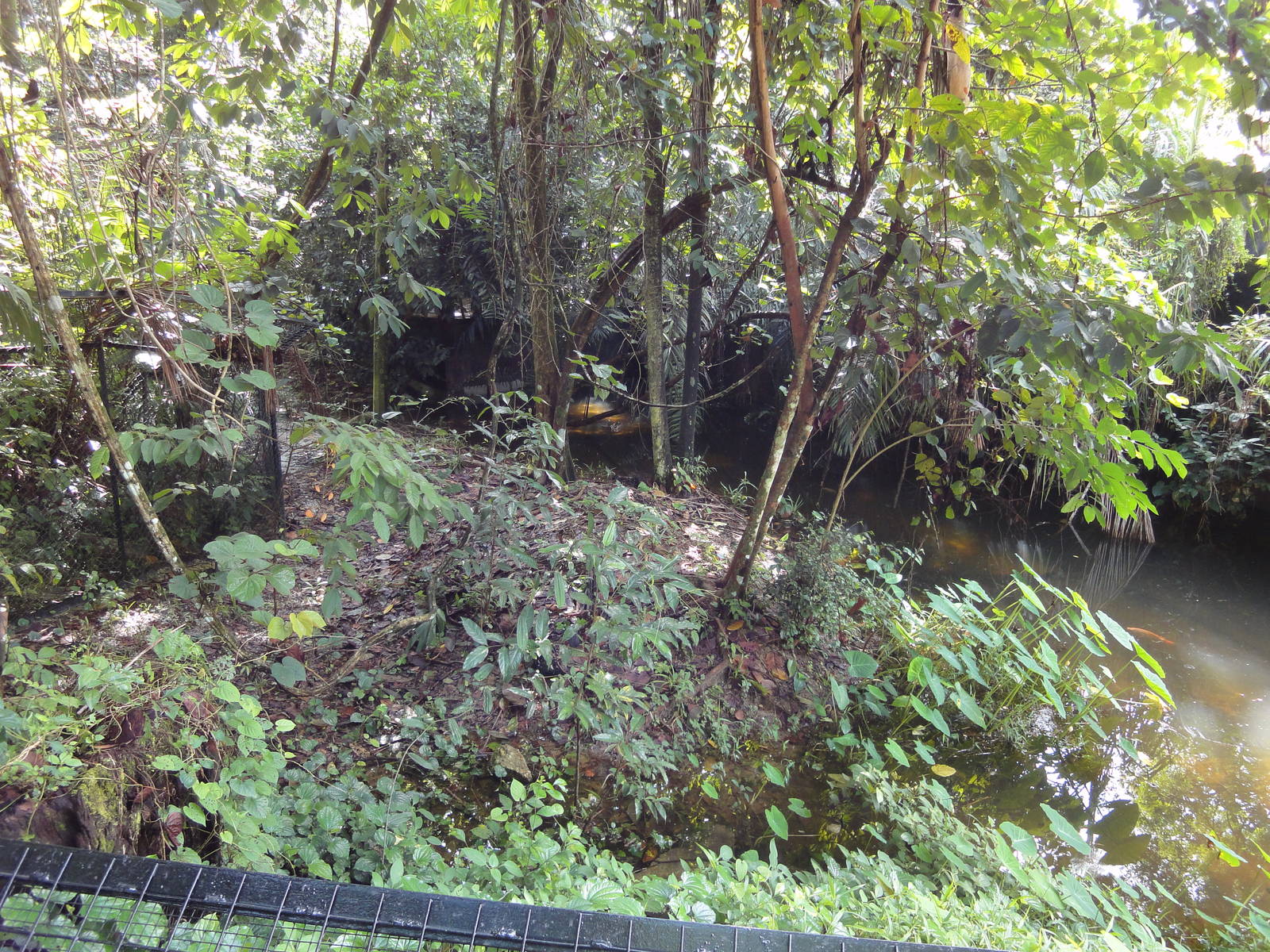 False Gharial Enclosure