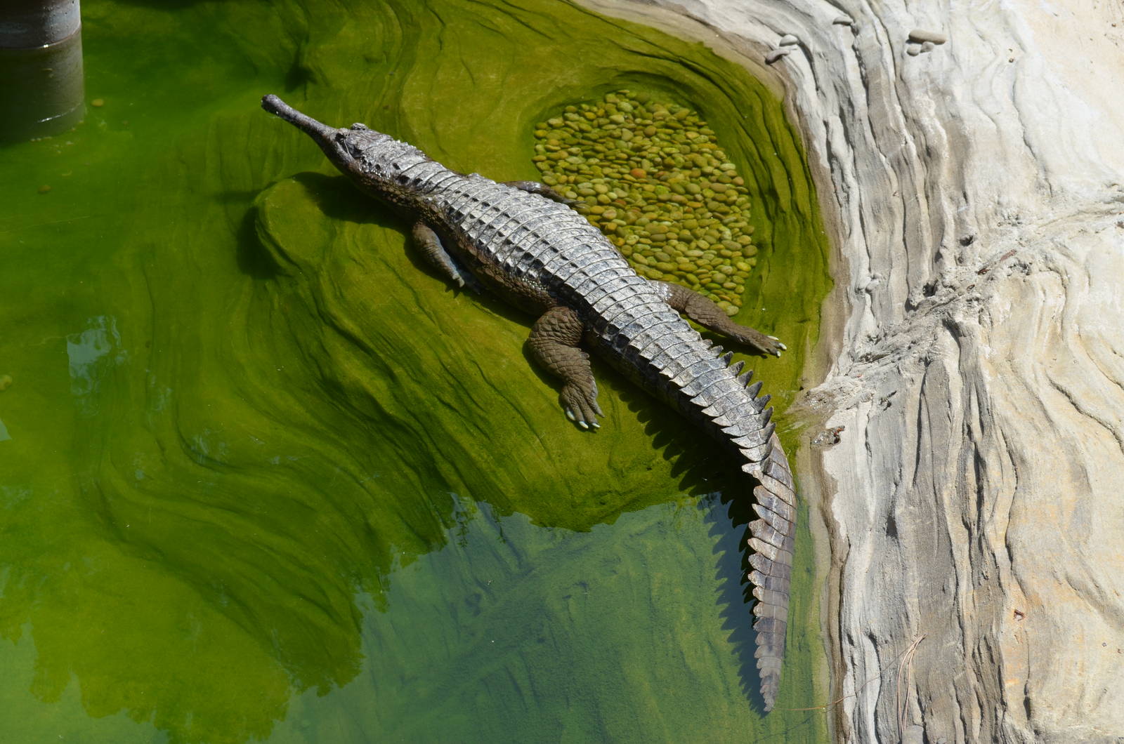 False Gharial Enjoying Some Sun
