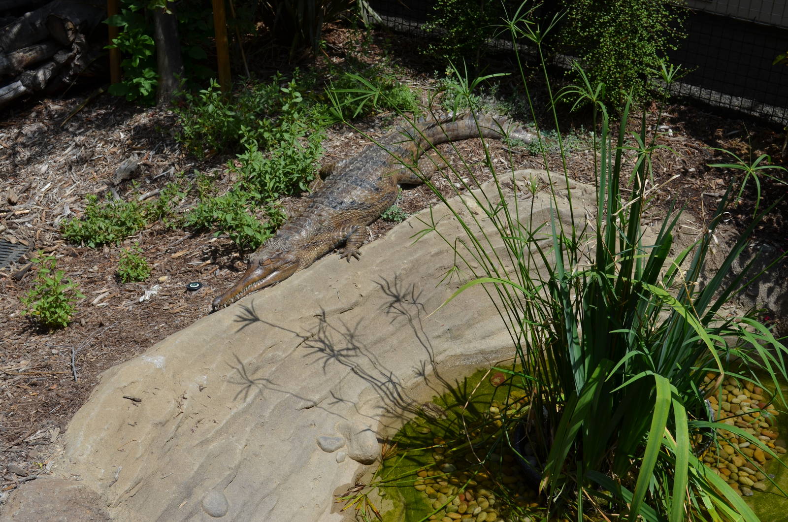False Gharial Enjoying Some Sun
