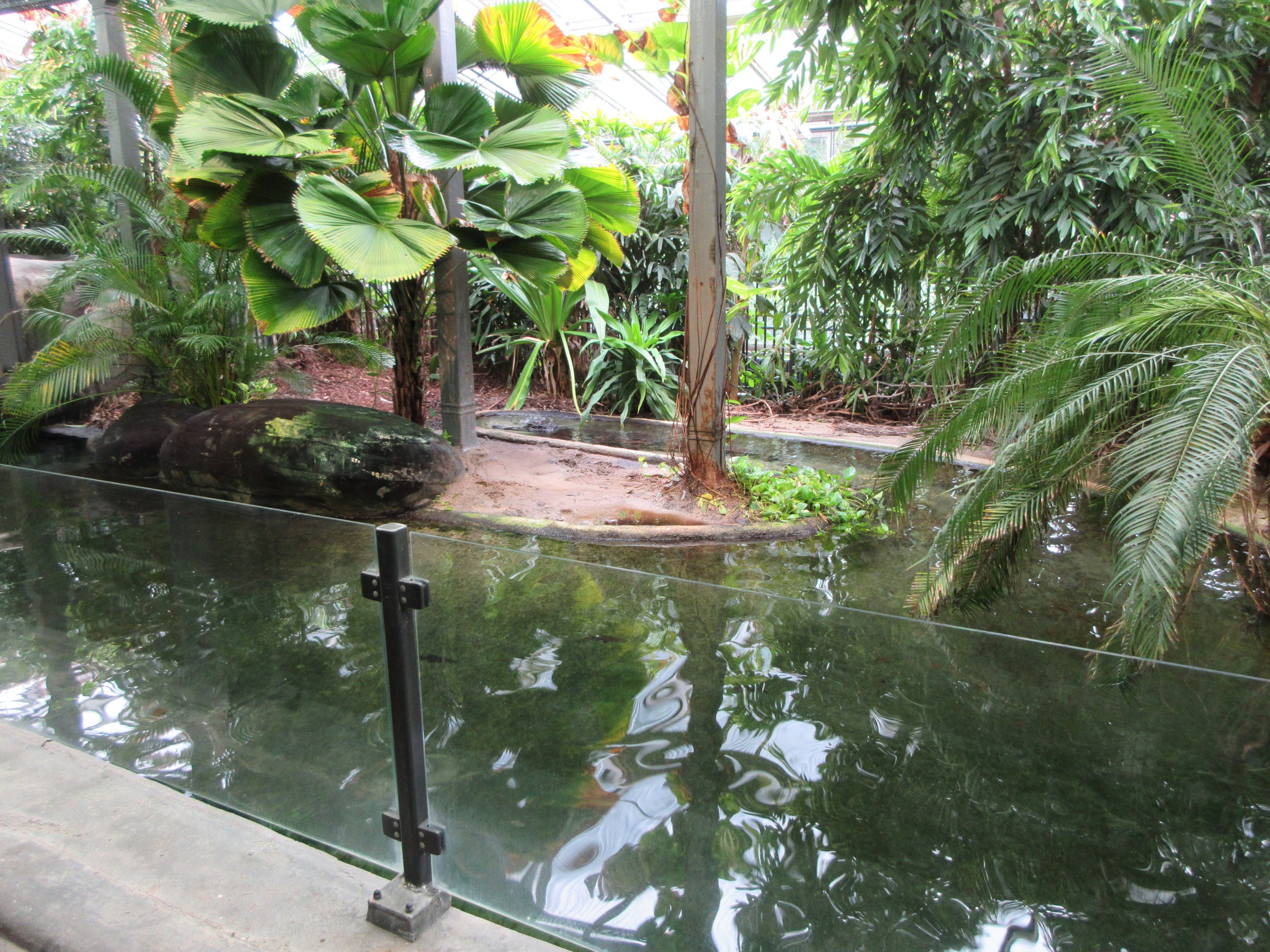 False Gharial Exhibit #1 (female at the back)