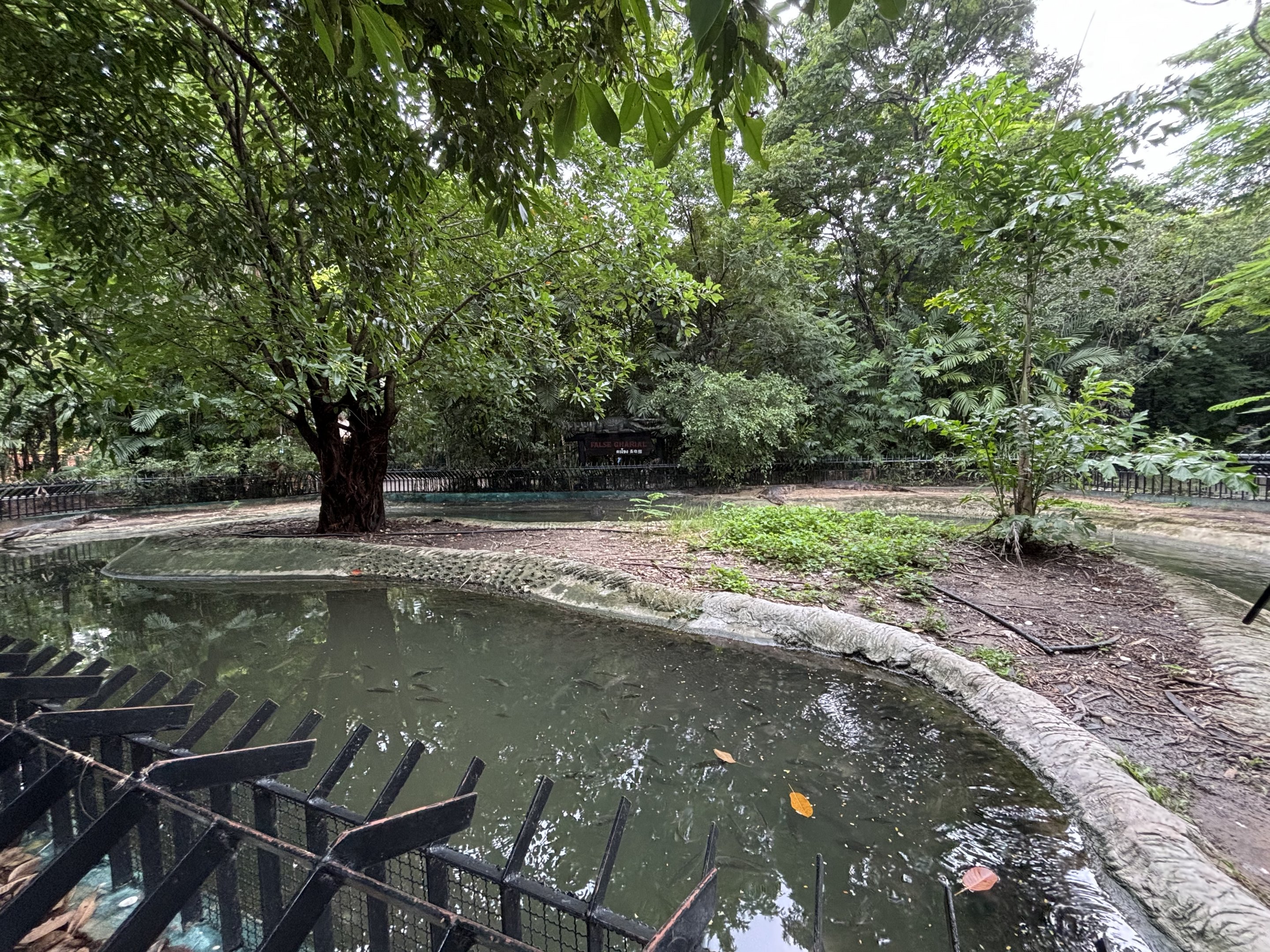 False Gharial Exhibit #1