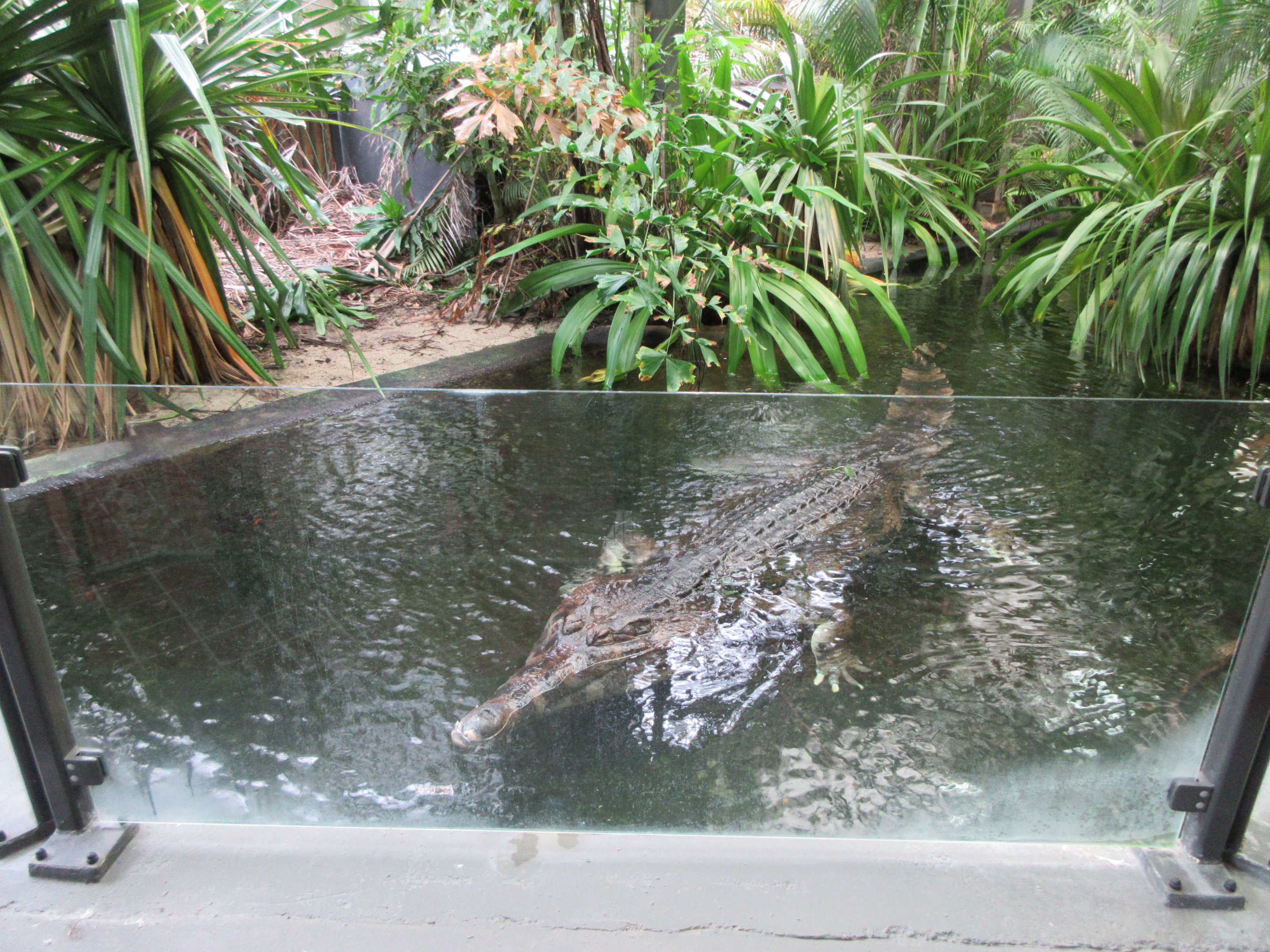 False Gharial Exhibit #2 (an enormous male)
