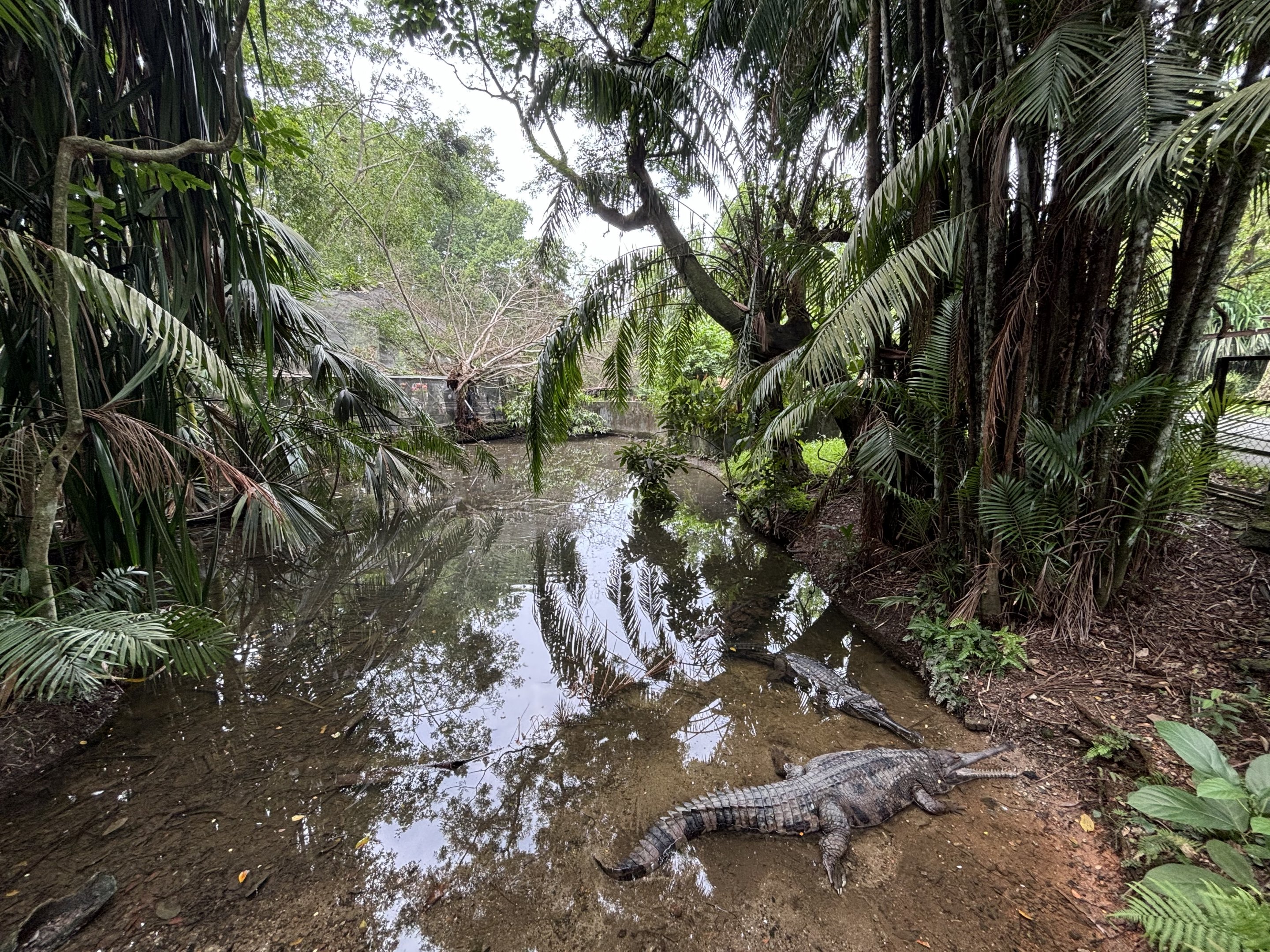 False Gharial Exhibit #2 - stunning!