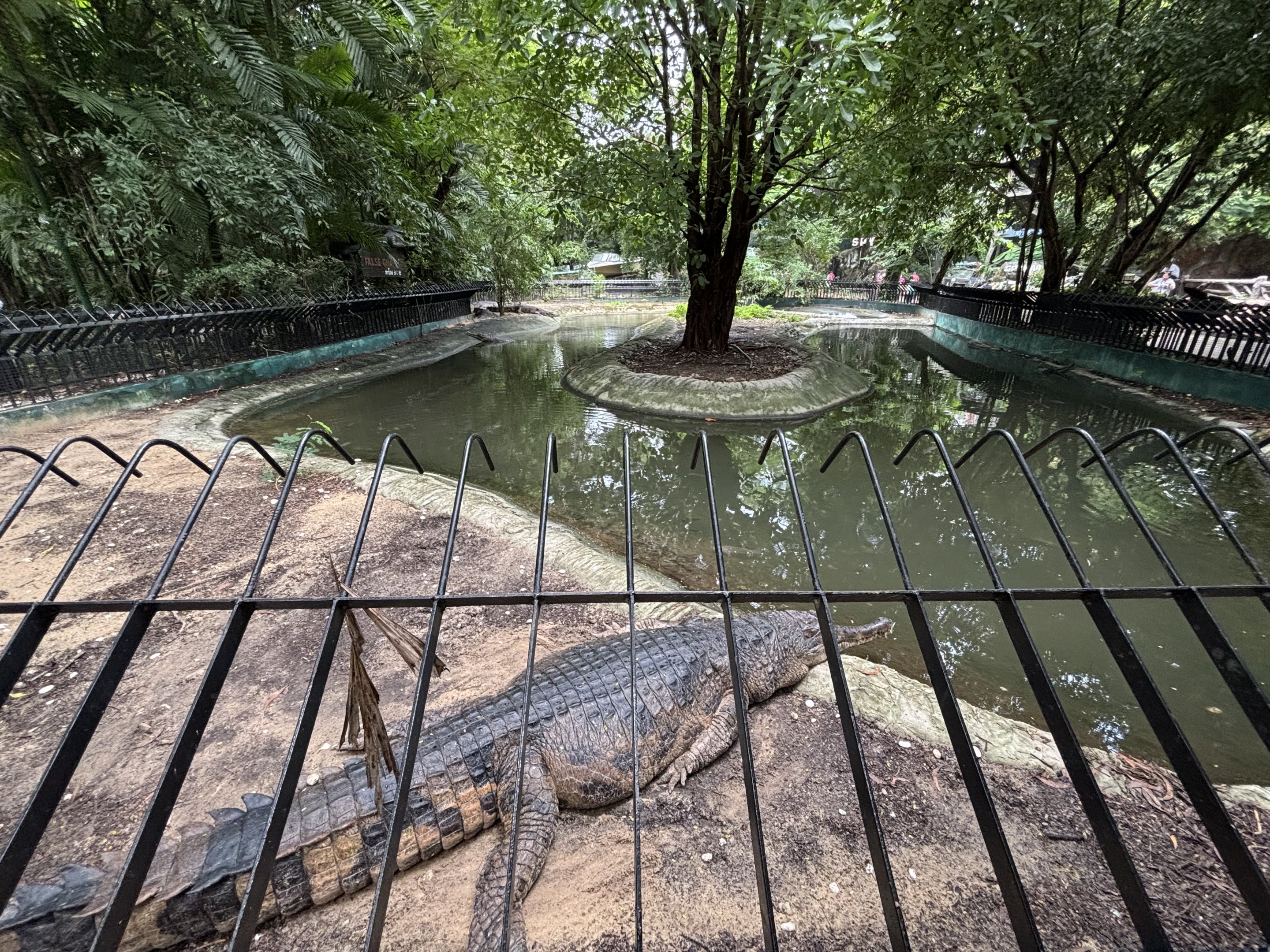 False Gharial Exhibit #2