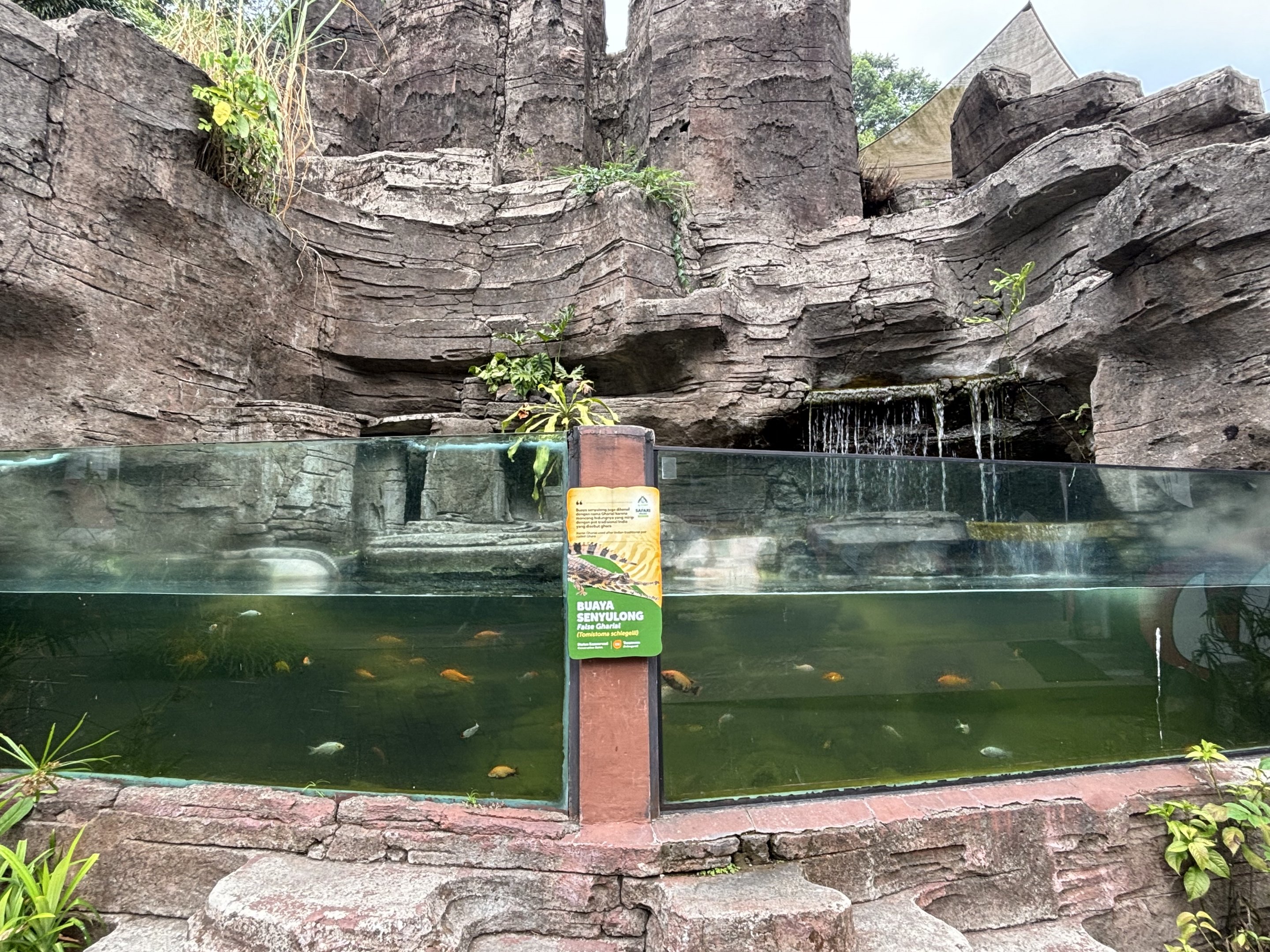 False Gharial Exhibit - Aquatic Land