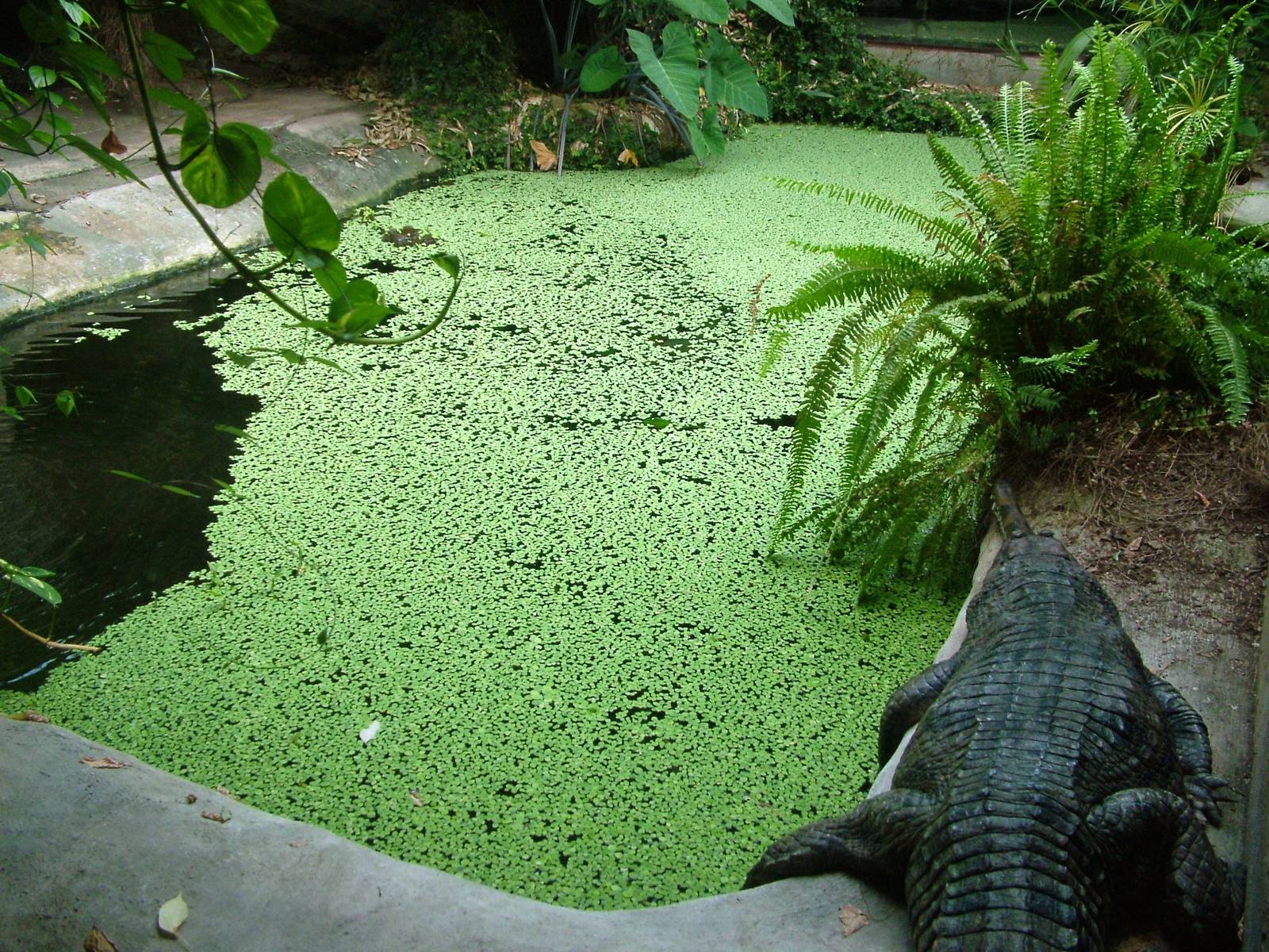 False Gharial Exhibit at Dvur Kralove, 27/08/12