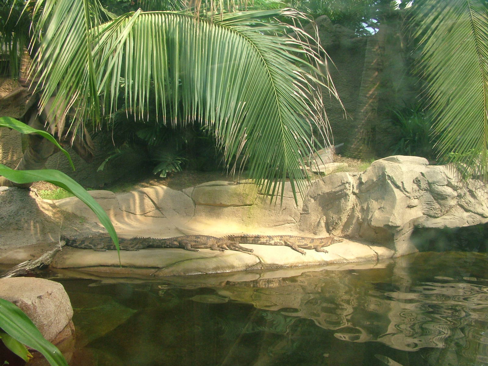 False Gharial Exhibit - Gondwanaland, Leipzig, 02/09/11