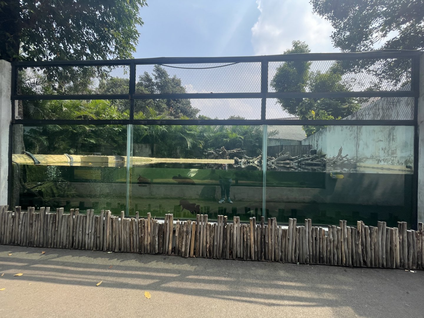 false gharial exhibit - museum komodo