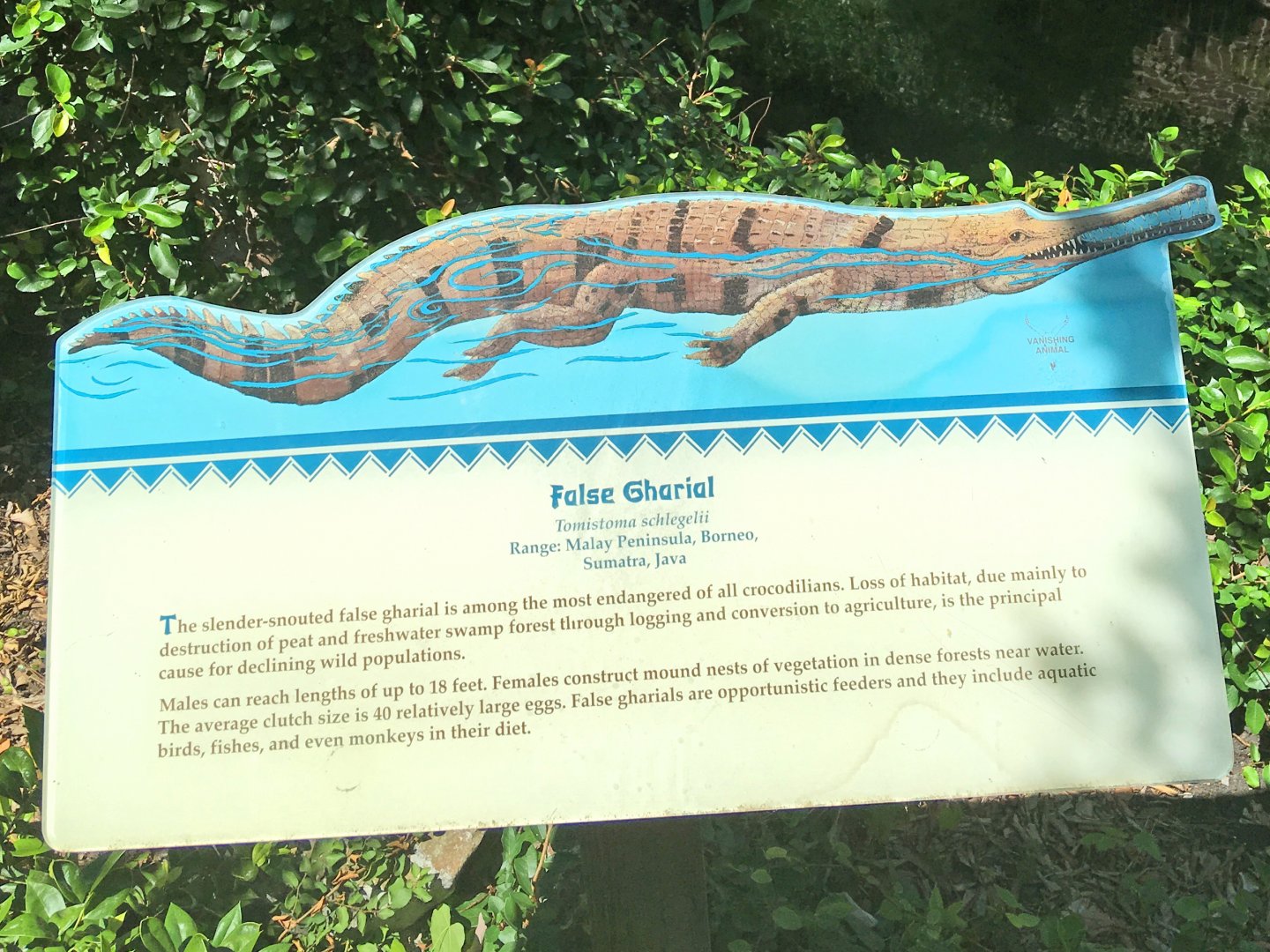 False Gharial Exhibit Sign