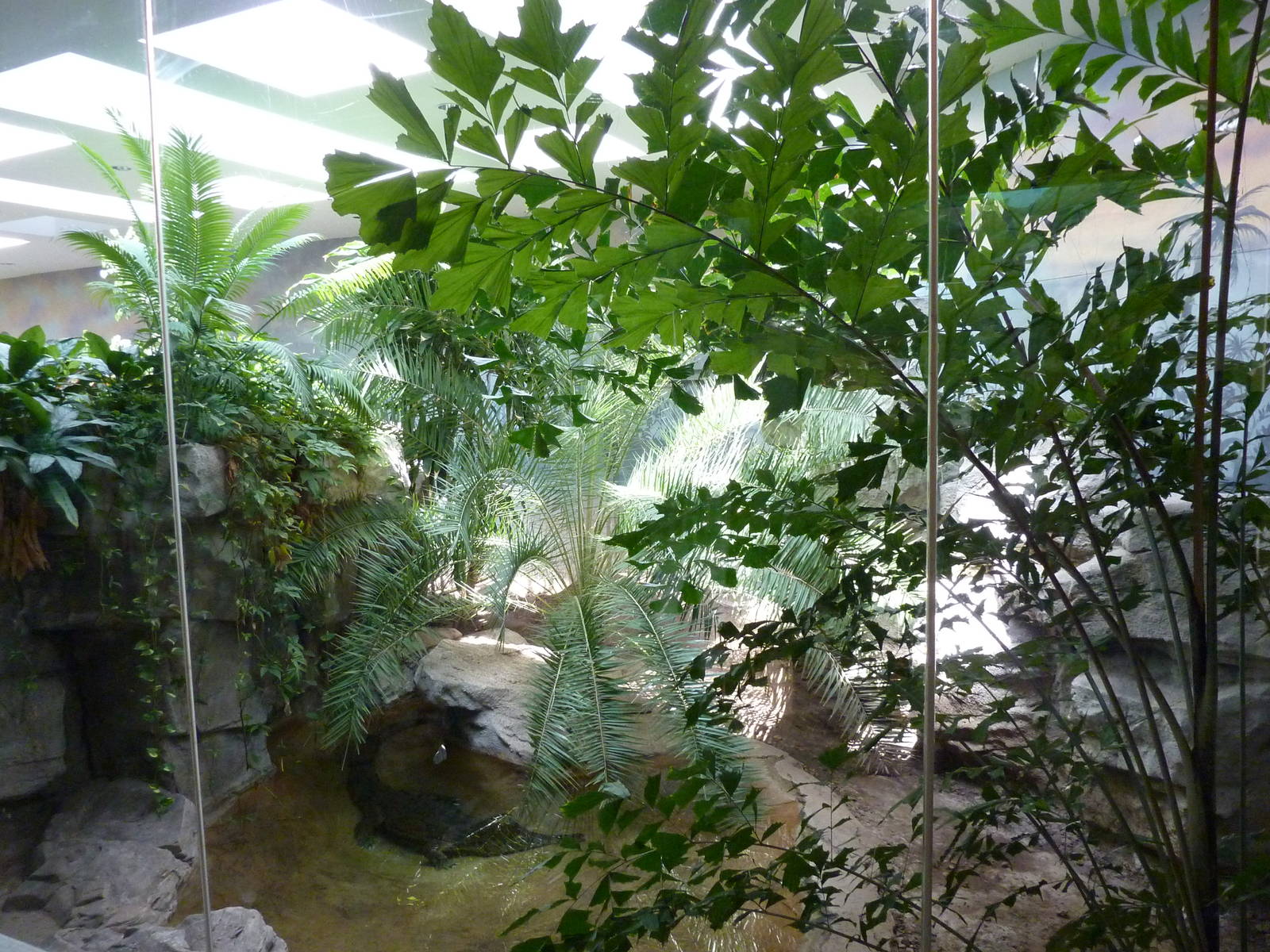 False Gharial Exhibit