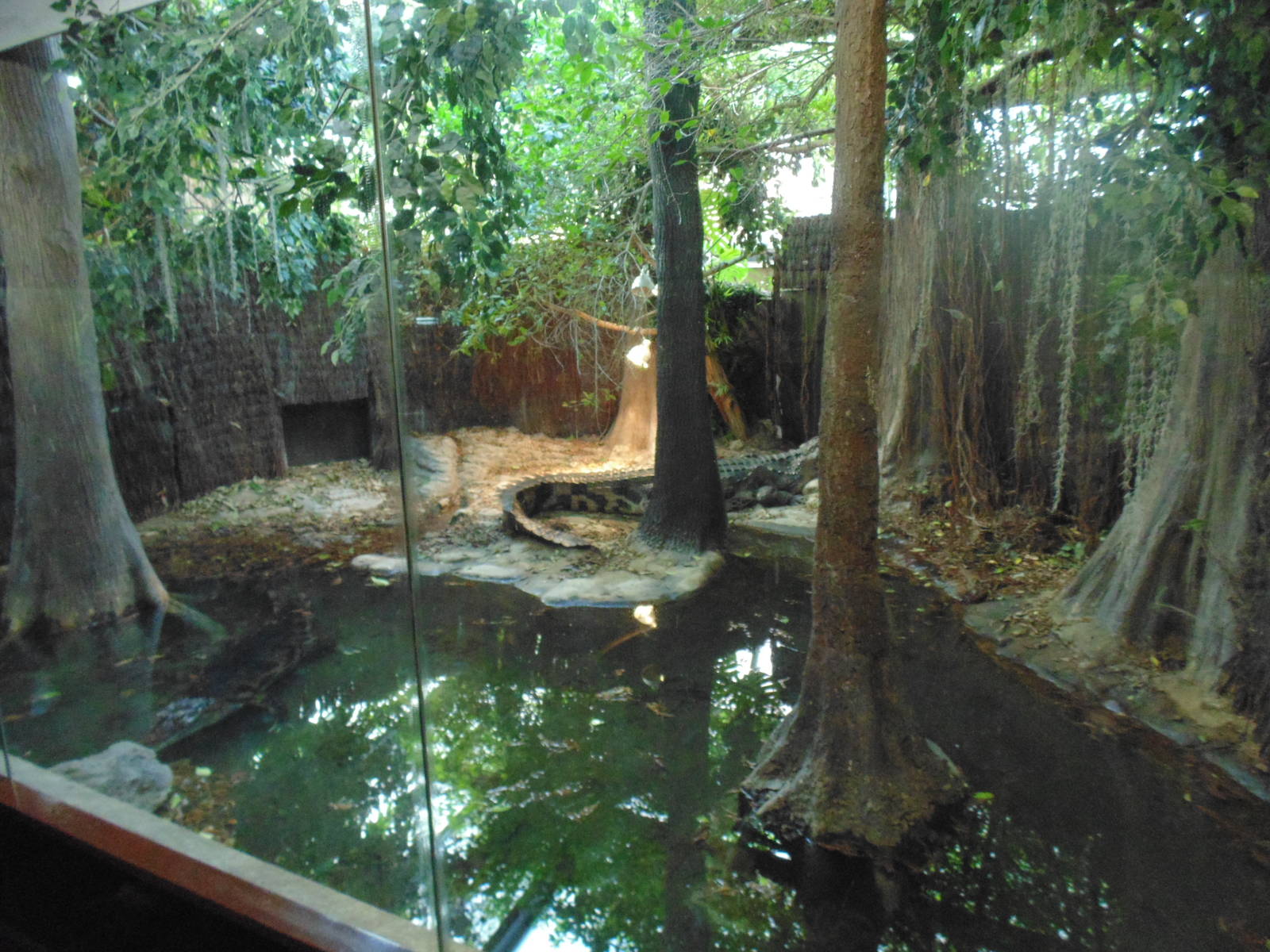 False Gharial Exhibit