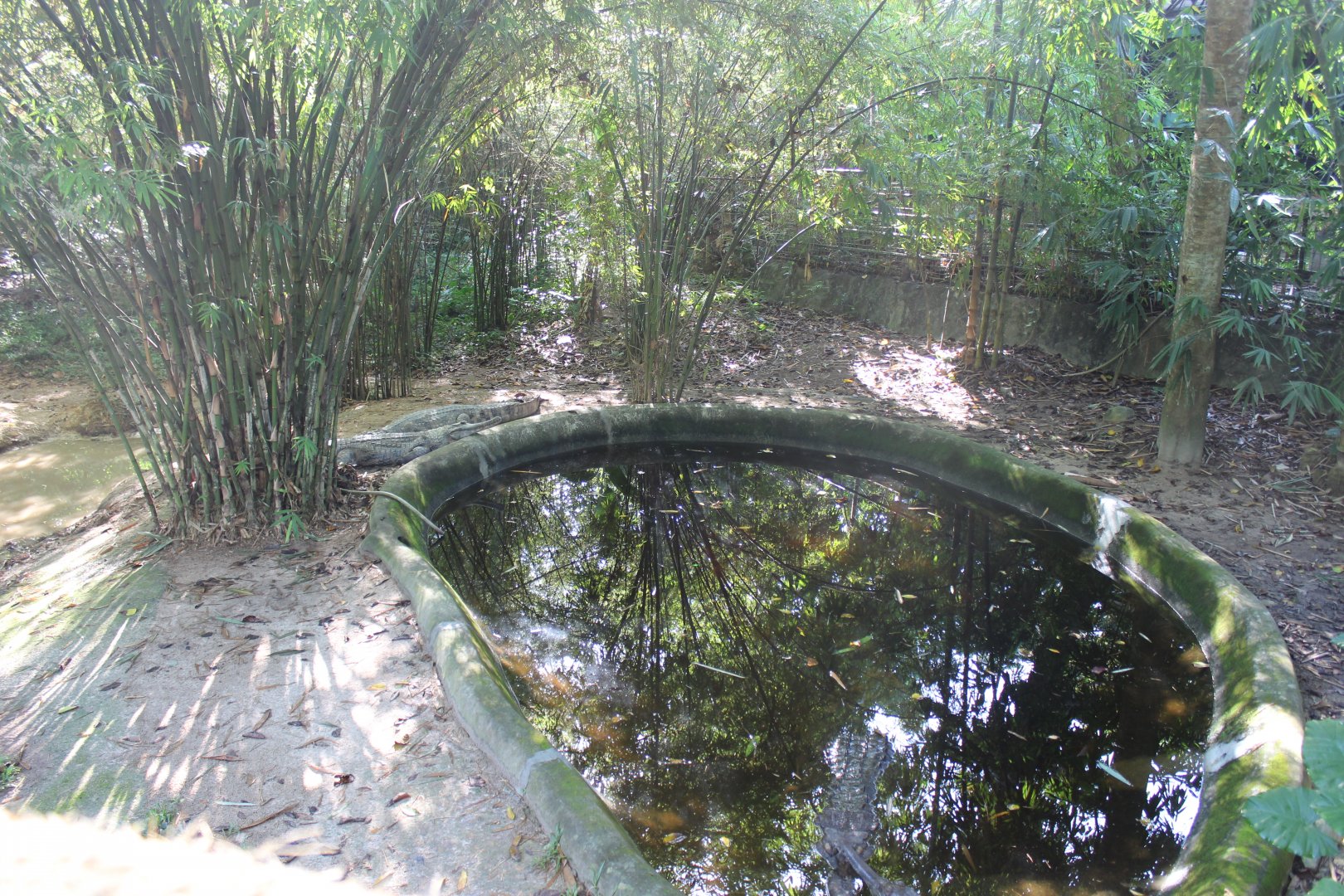 False gharial exhibit