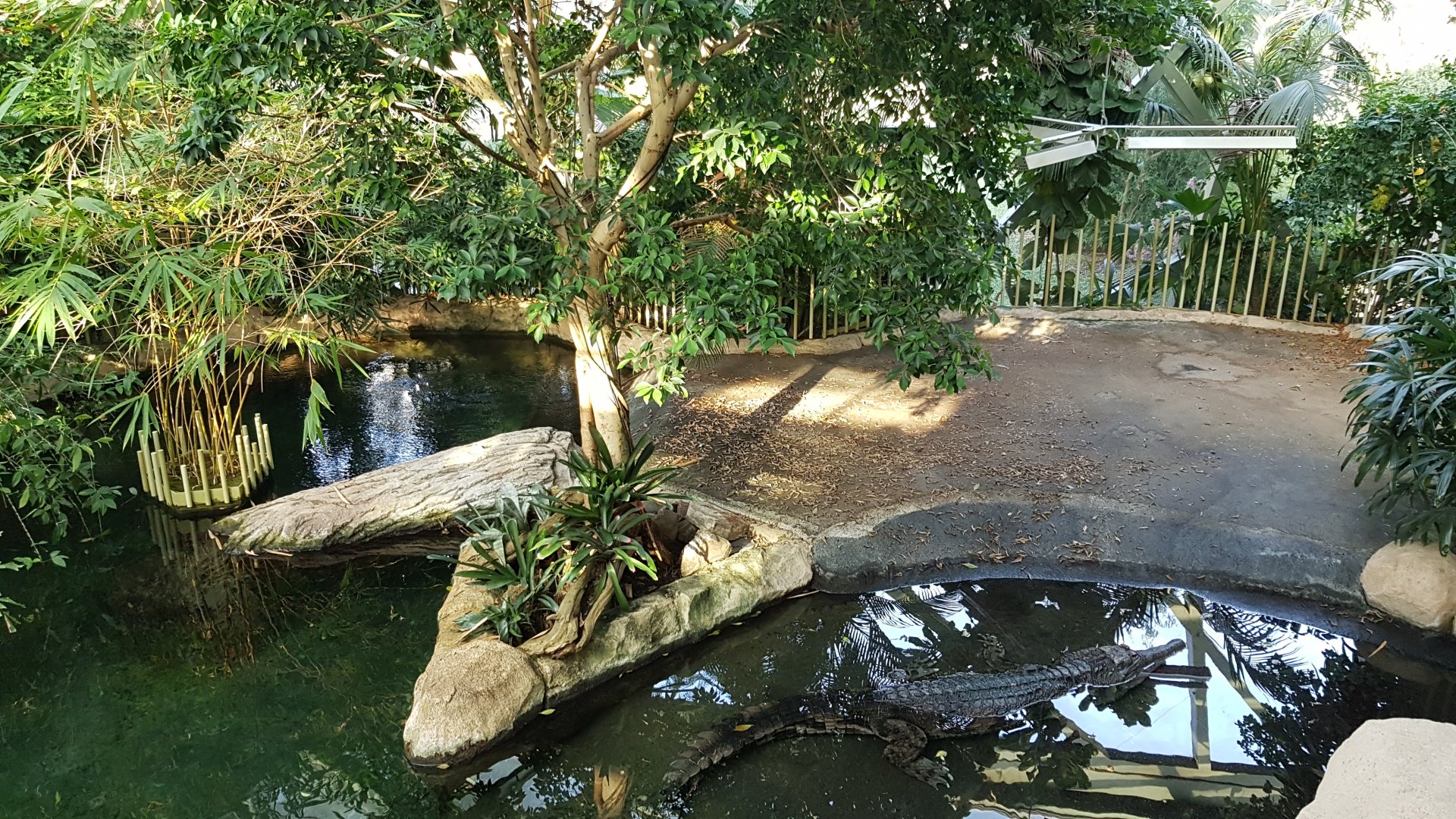 False Gharial exhibit