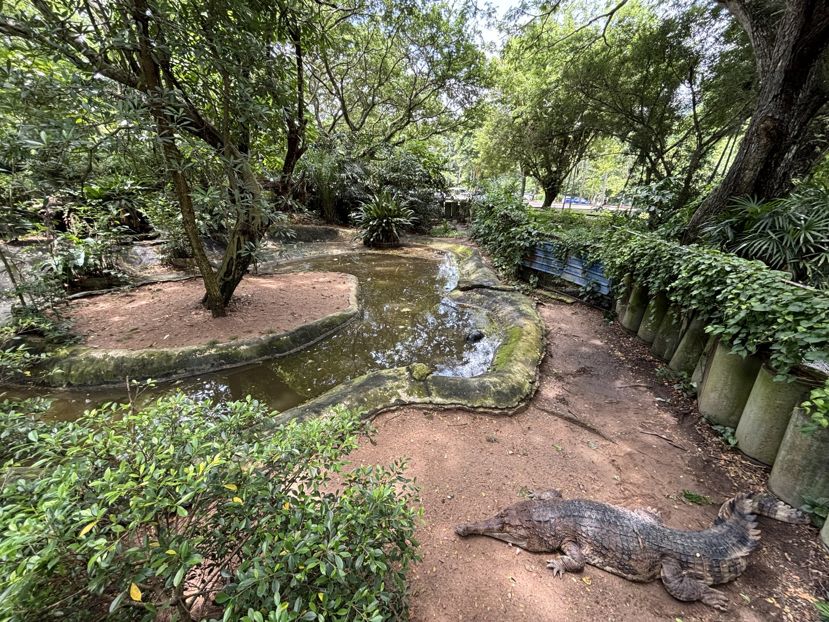 False Gharial Exhibit