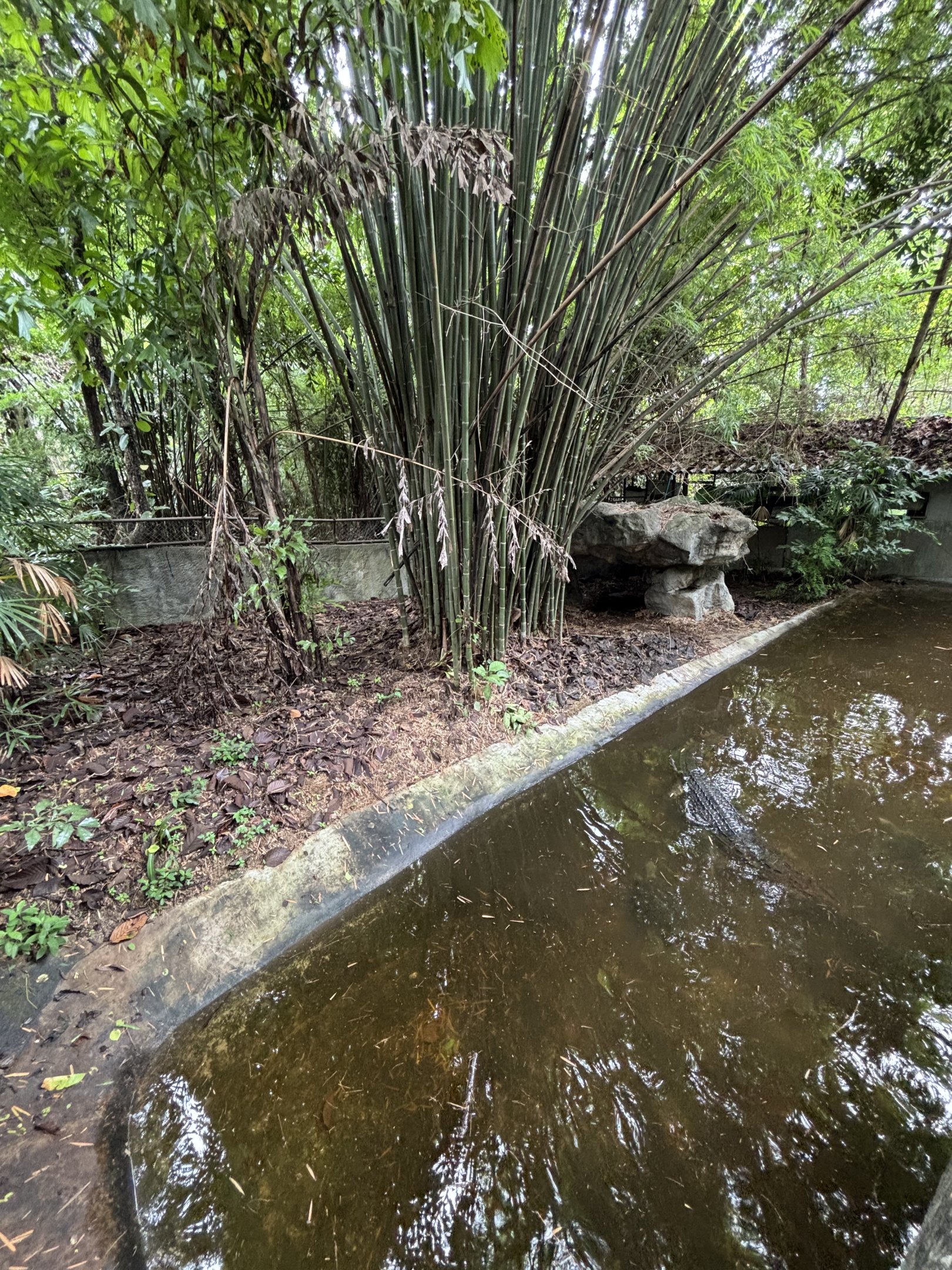 False Gharial Exhibit