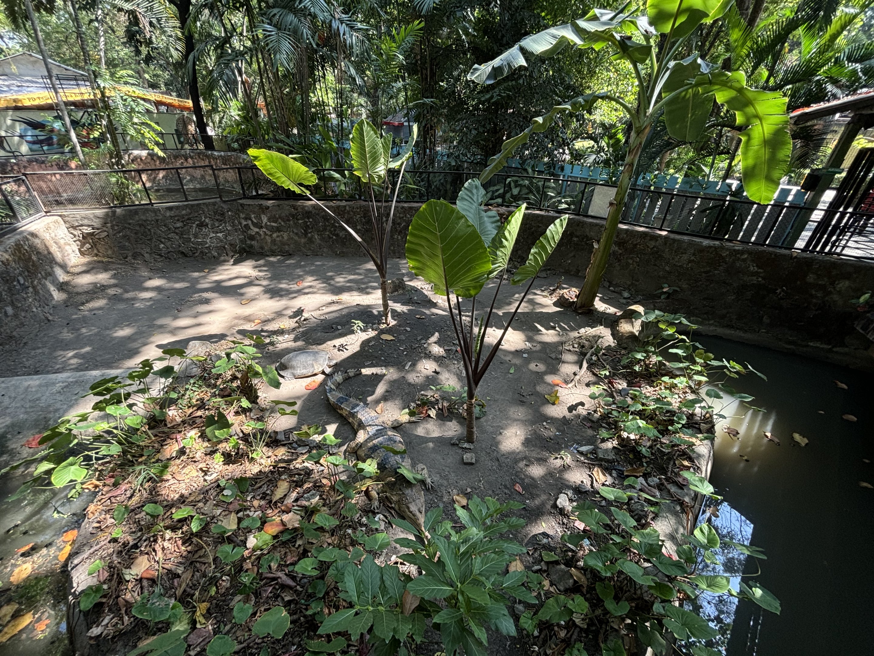 False Gharial Exhibit