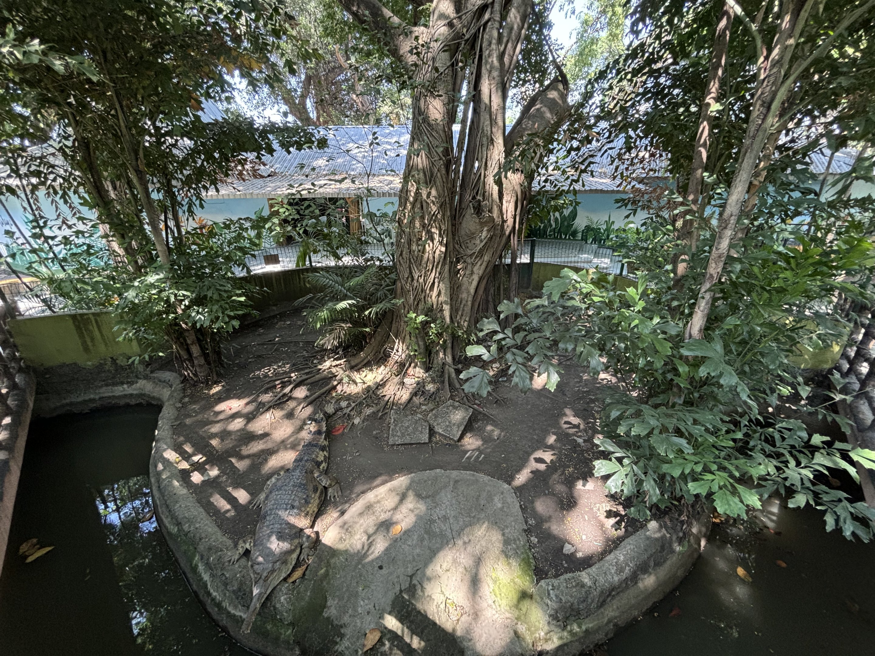 False Gharial Exhibit