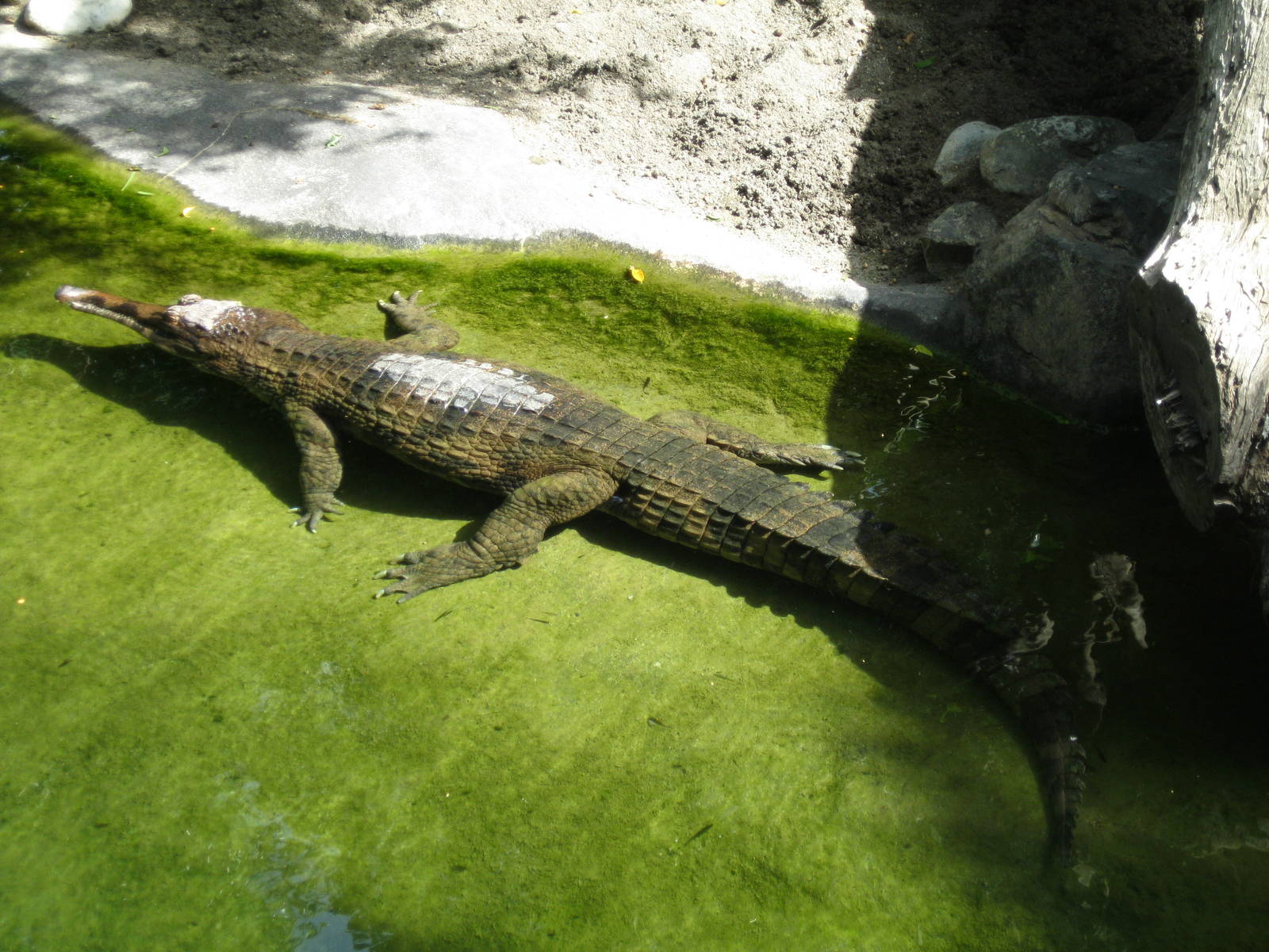 False Gharial/Falso gavial (Tomistoma schlegelii)