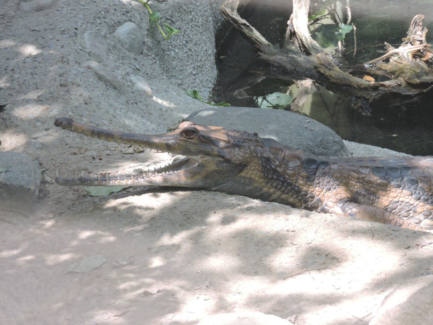 False Gharial - Fernando