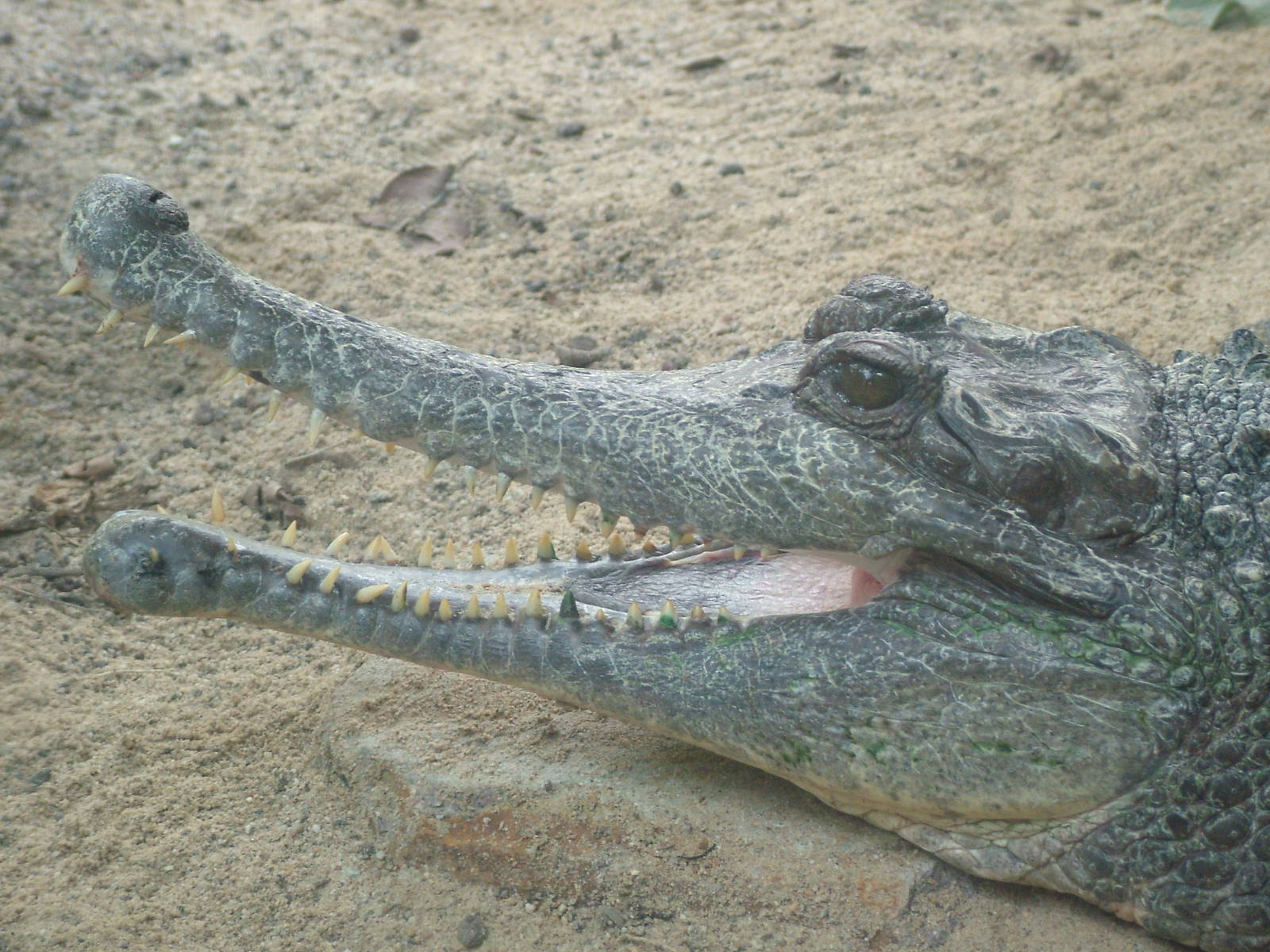 False Gharial - Gondwanaland, Leipzig, 02/09/11