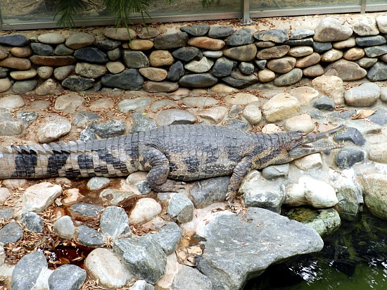 False gharial in Seoul zoo