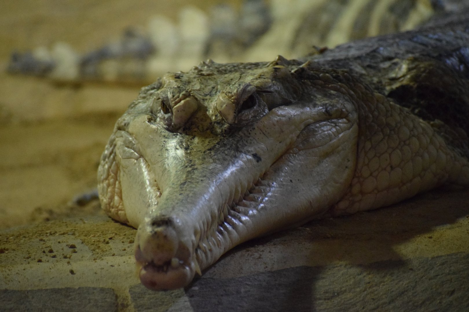 False gharial - July 2021