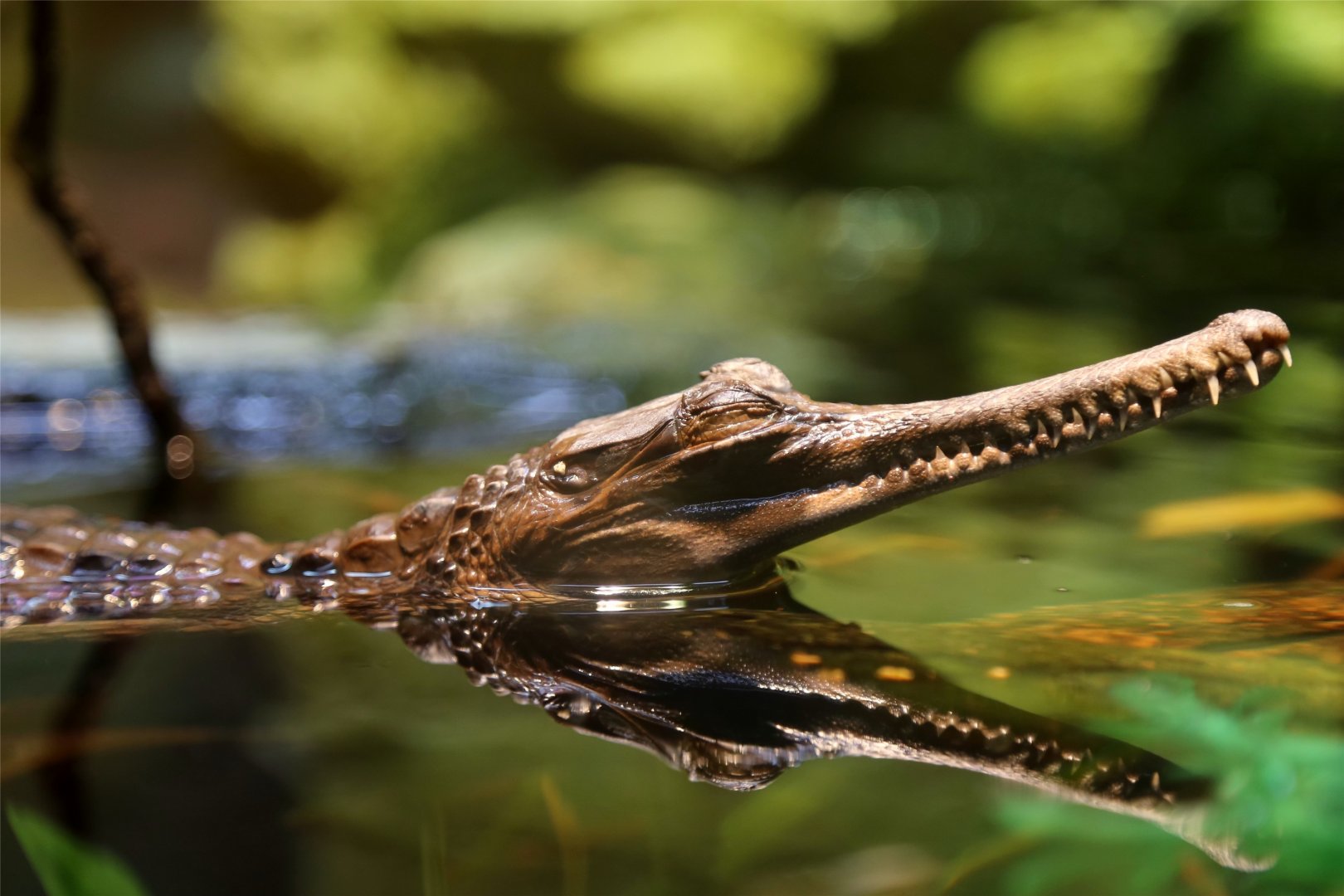 False Gharial Juvenile
