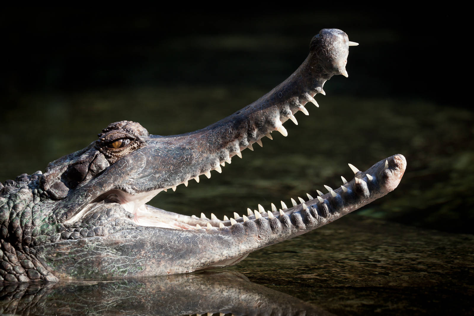 False Gharial - Monsoon Forest - 27/09/2015