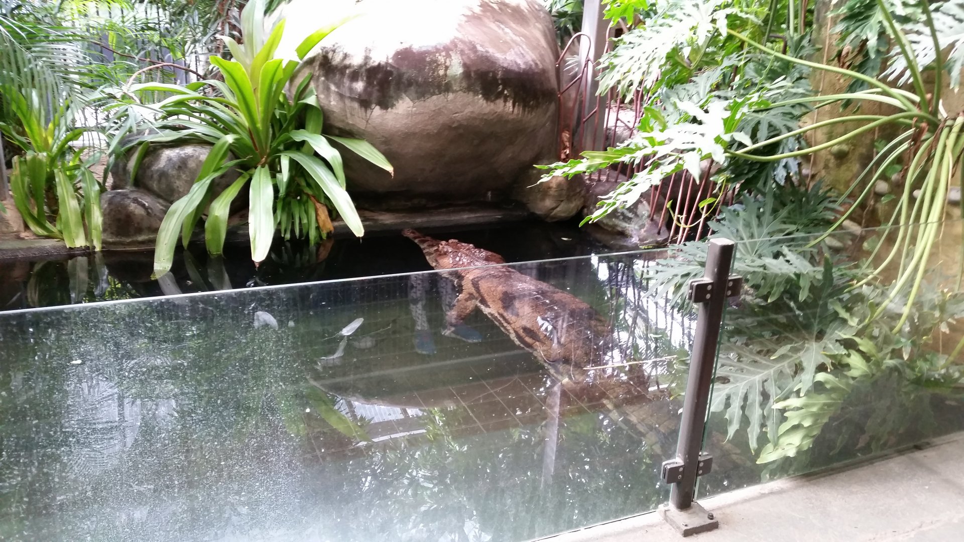 False Gharial, October 2018