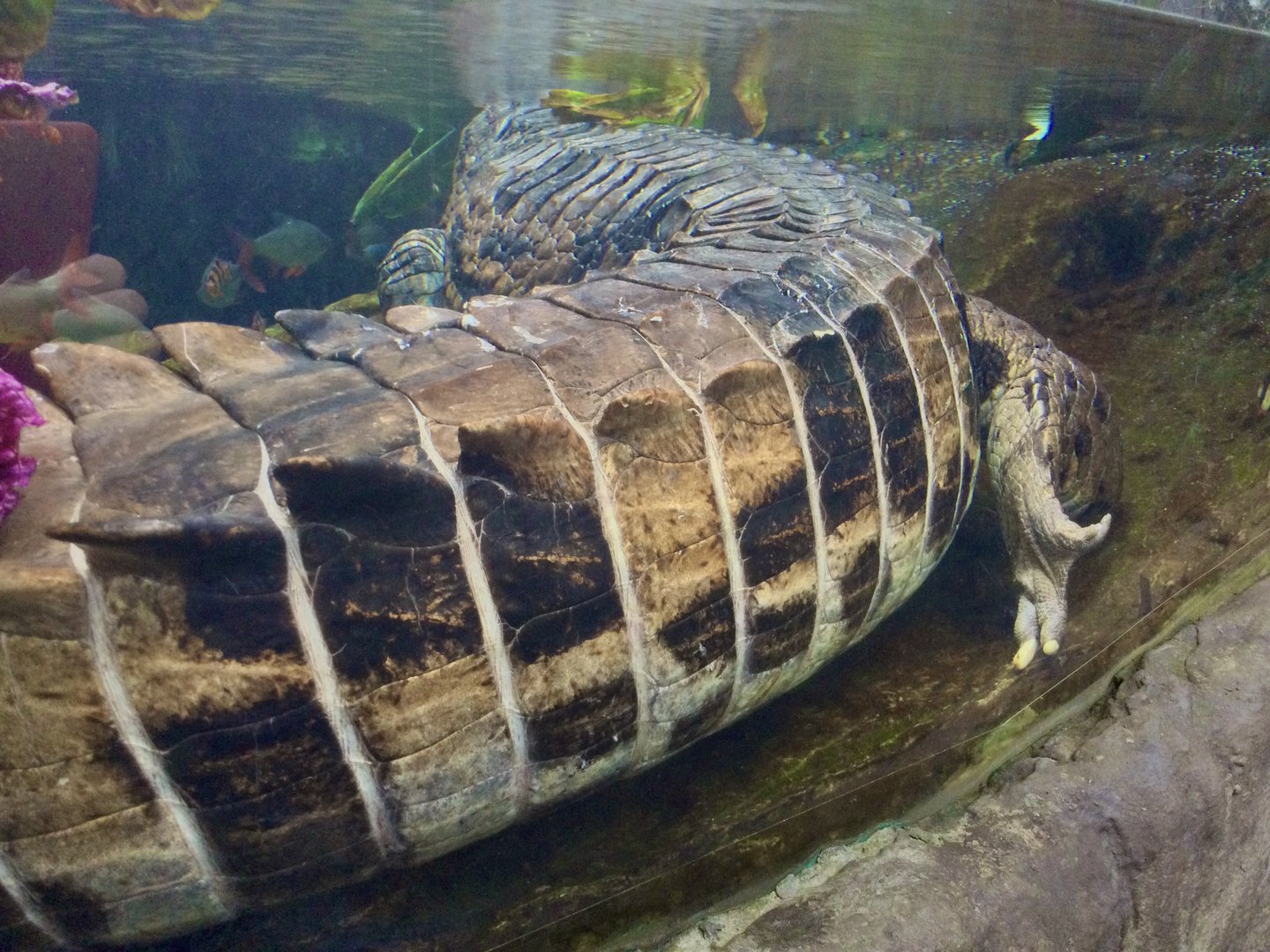 False gharial (osteoderms)