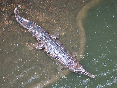 False Gharial, Singapore Zoo