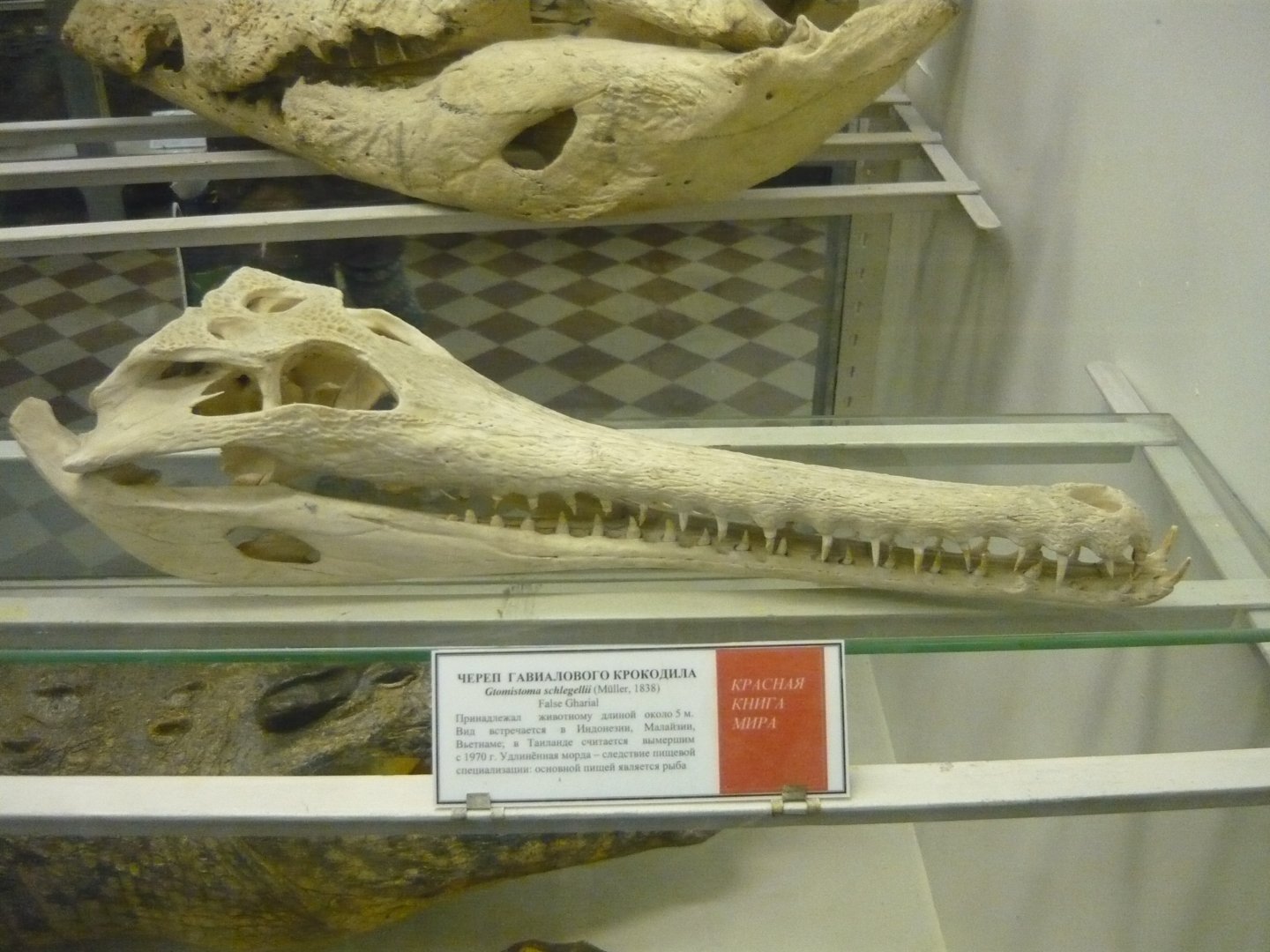 False gharial skull