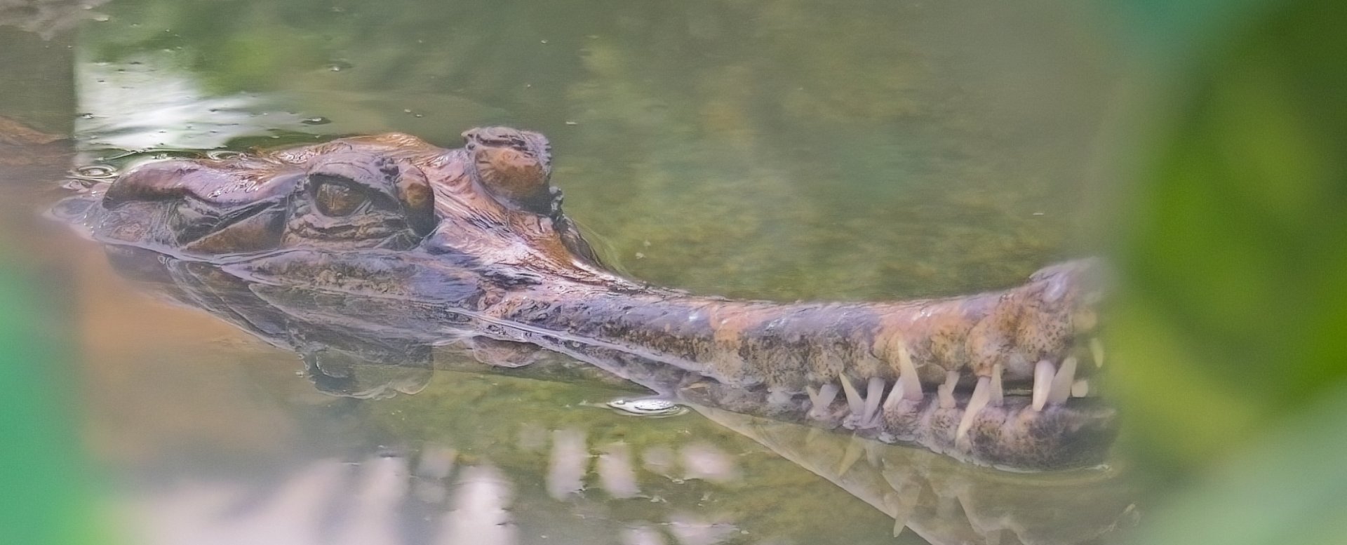False Gharial (Sunda Gharial, Tomistoma)