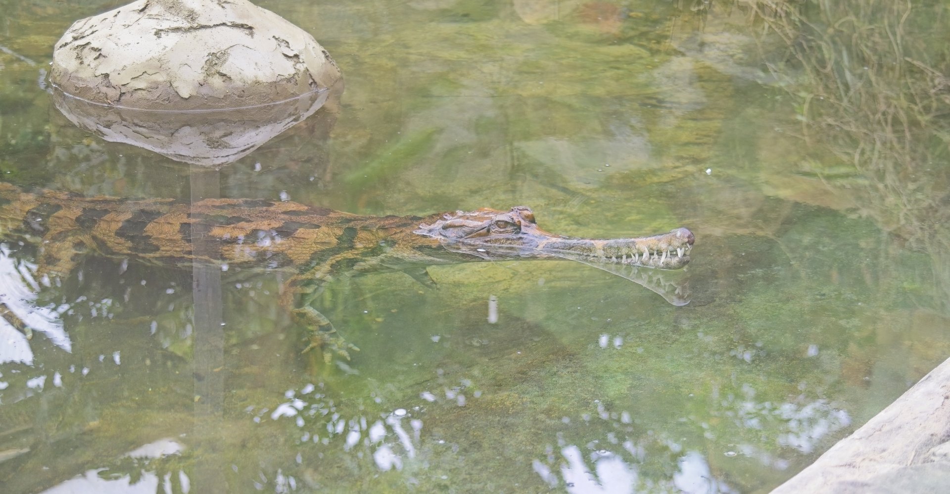 False  Gharial (Tomistoma) possibly named Leema?