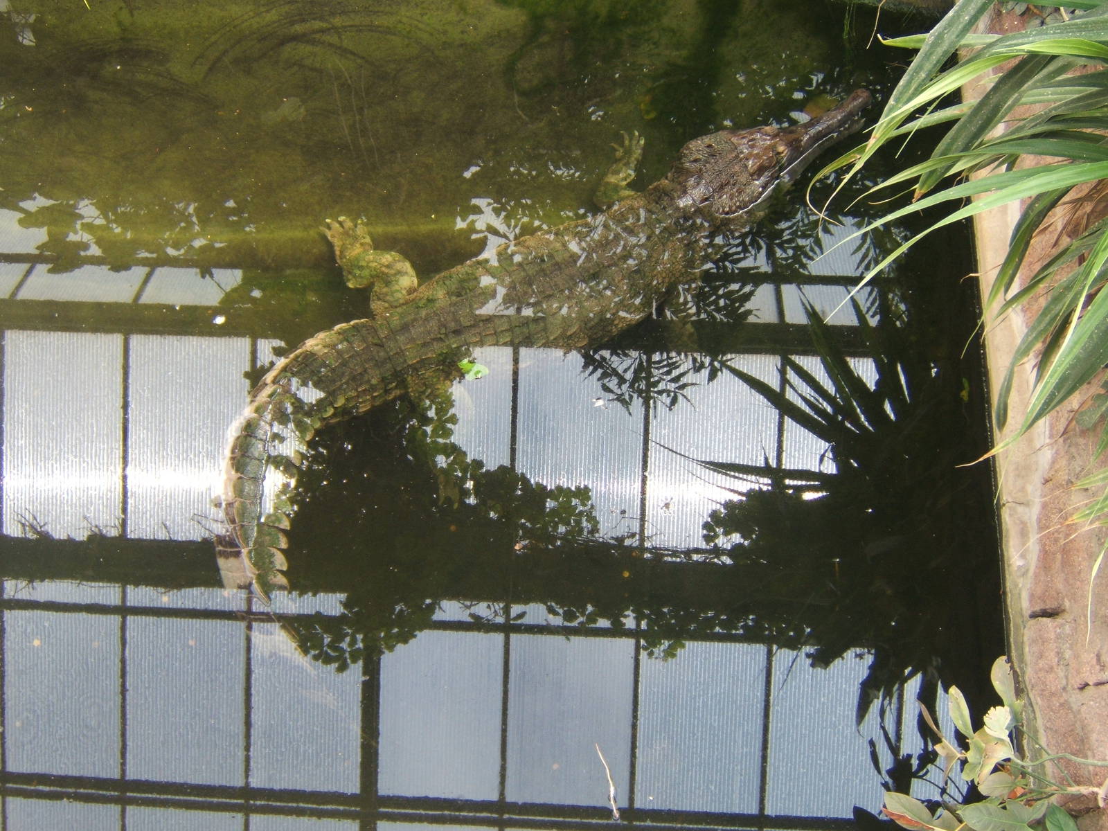 False Gharial (Tomistoma schlegeli)