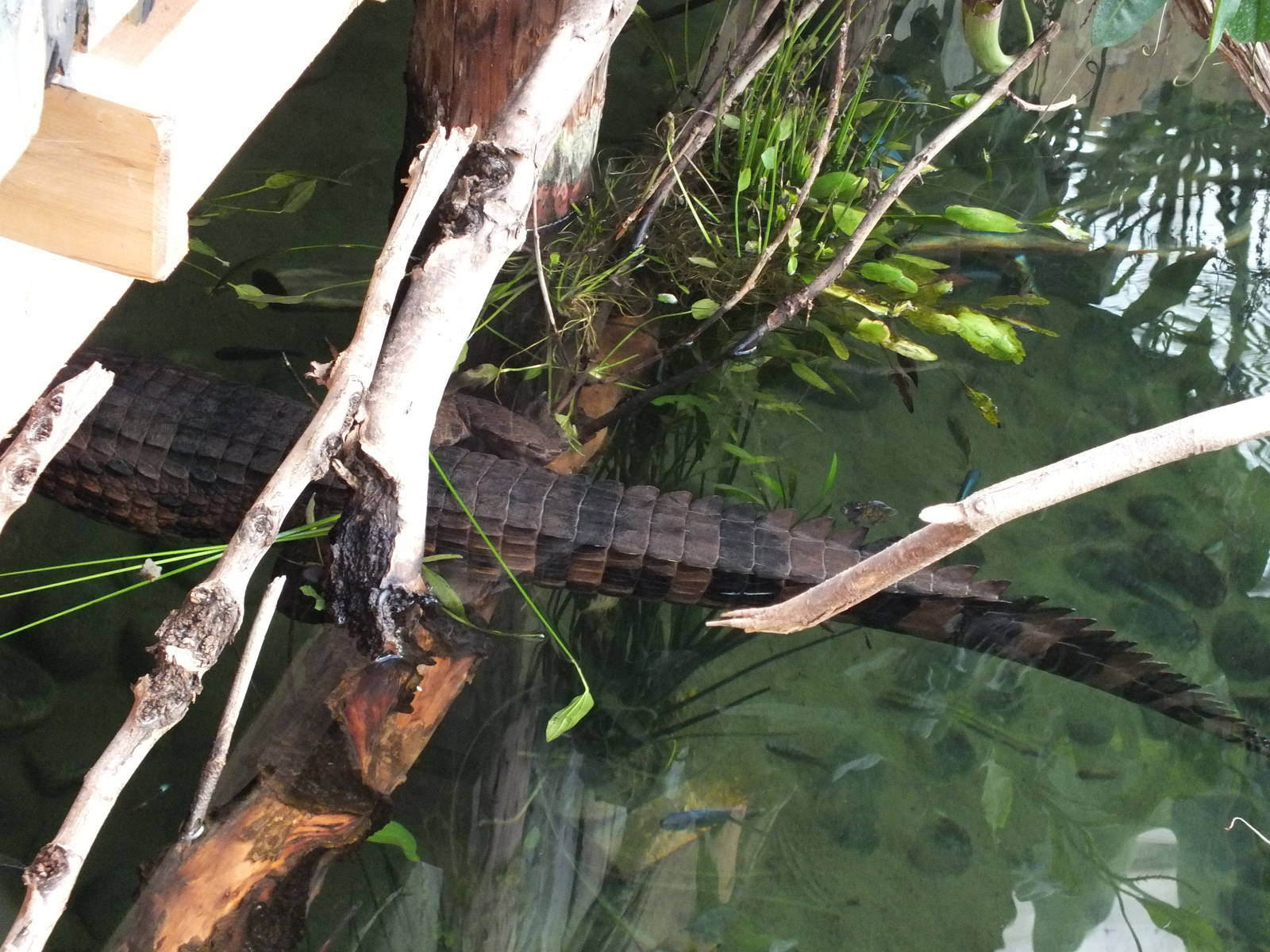 False Gharial (Tomistoma schlegelii) at Paignton Zoo - January 27th 2013