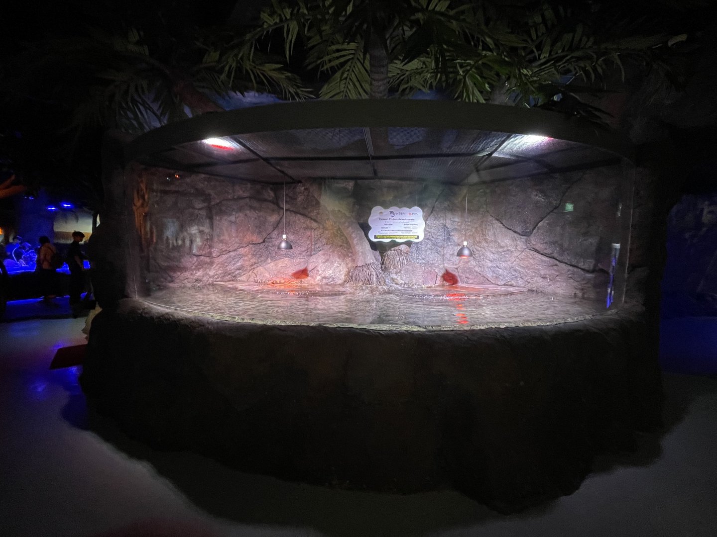 false gharial (tomistoma schlegelii) exhibit - BX Sea