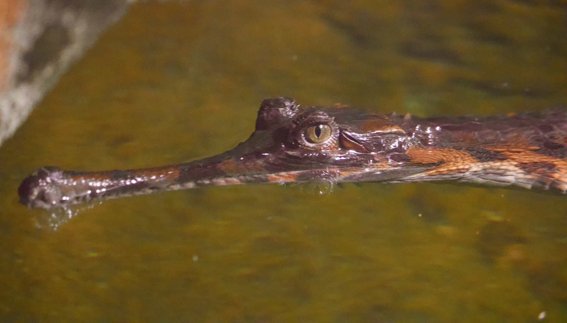 False Gharial (Tomistoma schlegelii), Juvenile