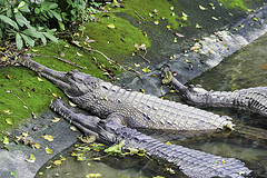 False Gharial - Tomistoma schlegelii - Melaka Zoo - 2009
