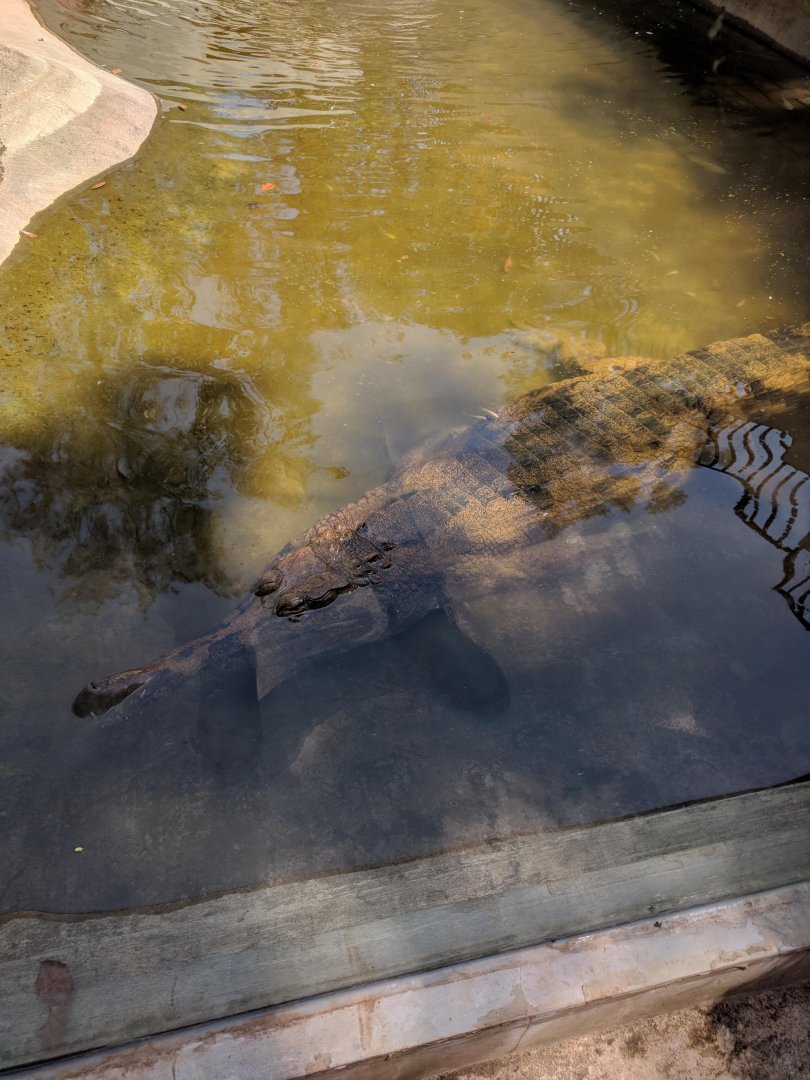 False Gharial (Tomistoma schlegelii) - Taru Jurug Zoo
