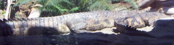 False Gharial (Tomistoma schlegelii)